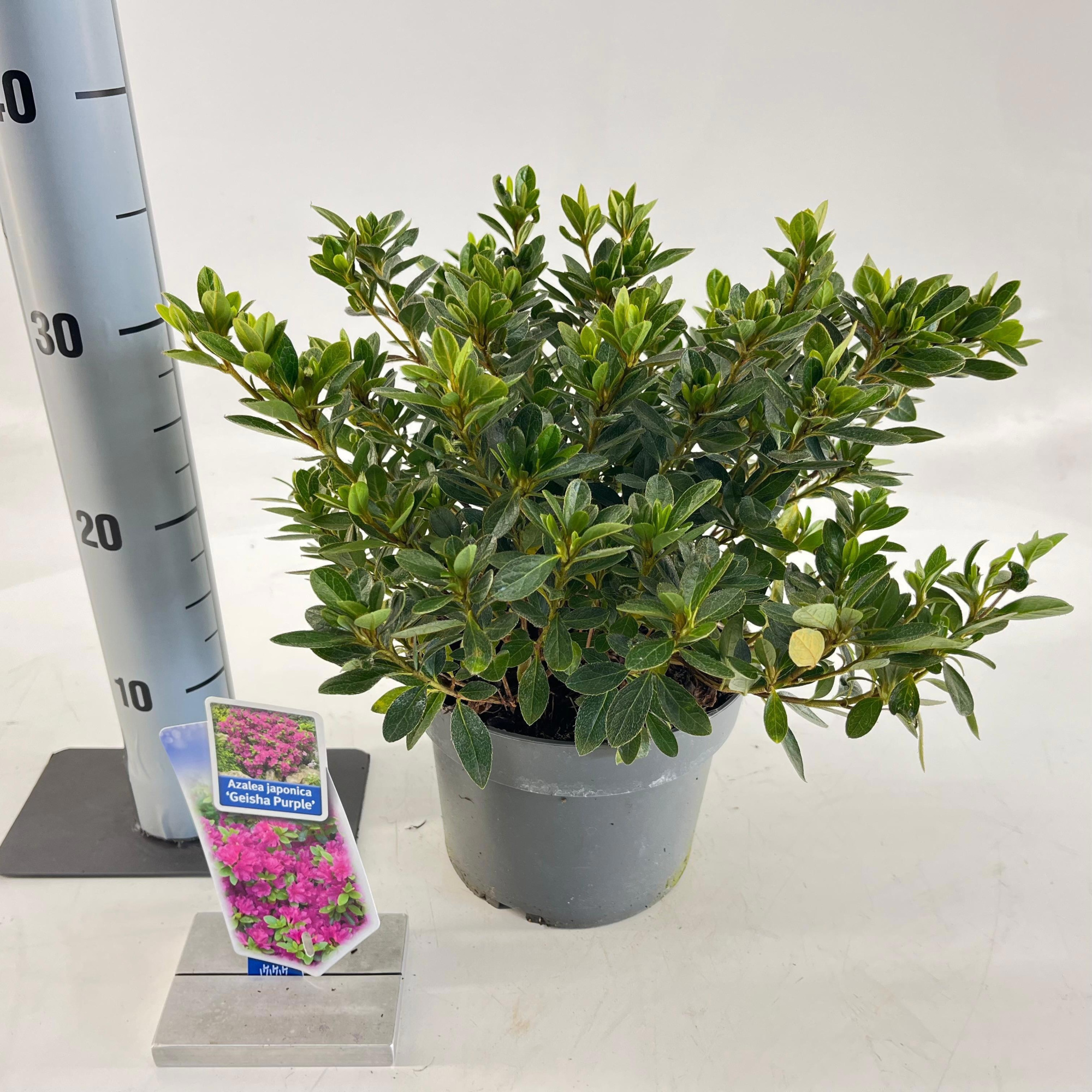 Rhododendron (AJ) 'Geisha Purple', D 19 cm