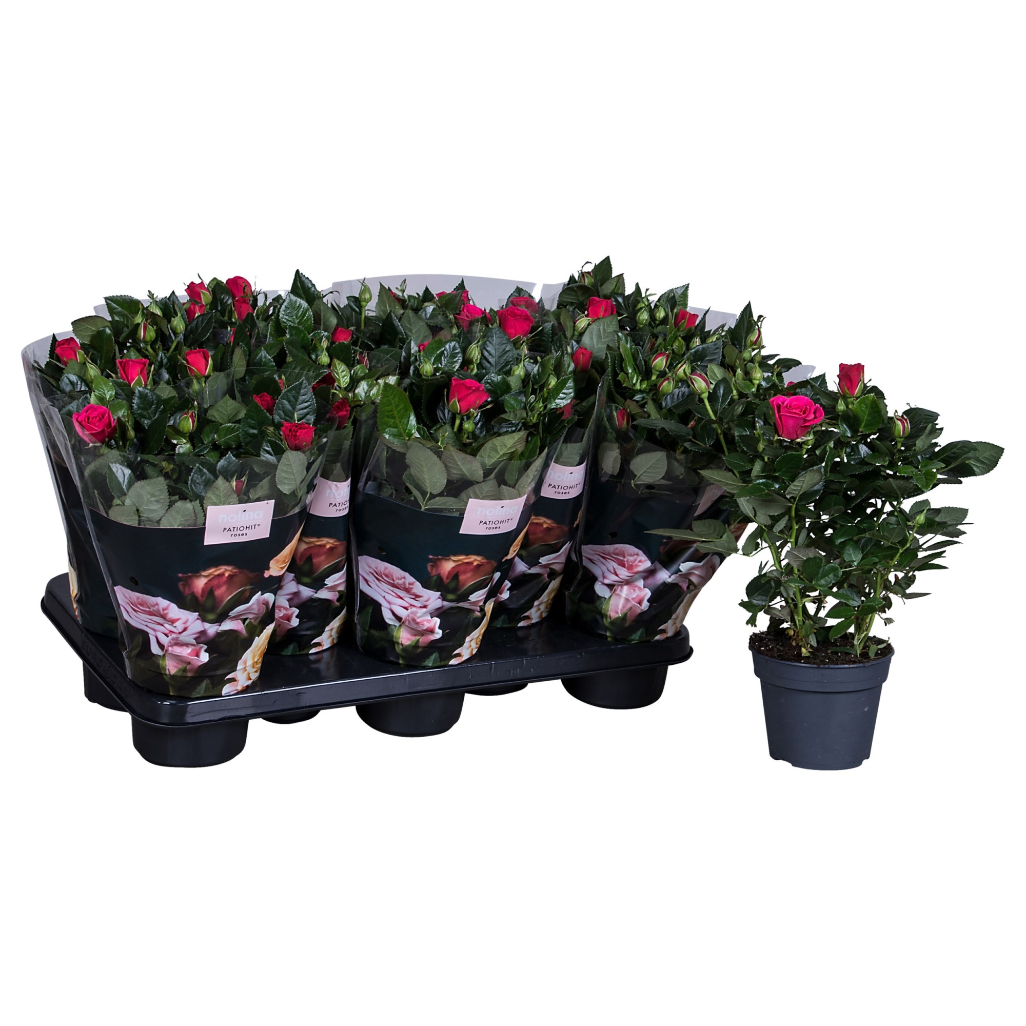 Nolina Roses Ø 13 cm Deep pink st. 0-1, D 13