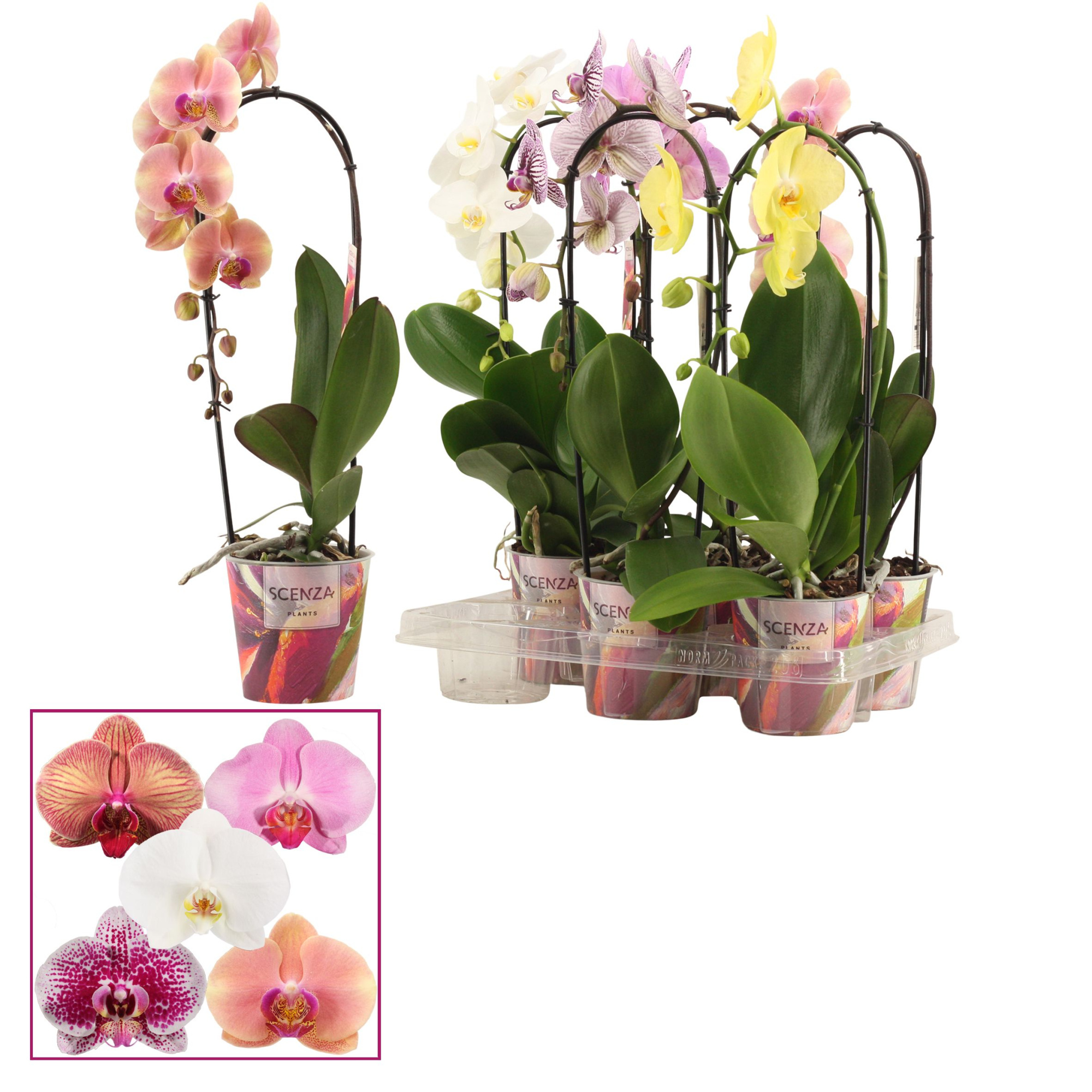 Phalaenopsis cascade 1 tak shortie mix (Scenza), D 12 cm