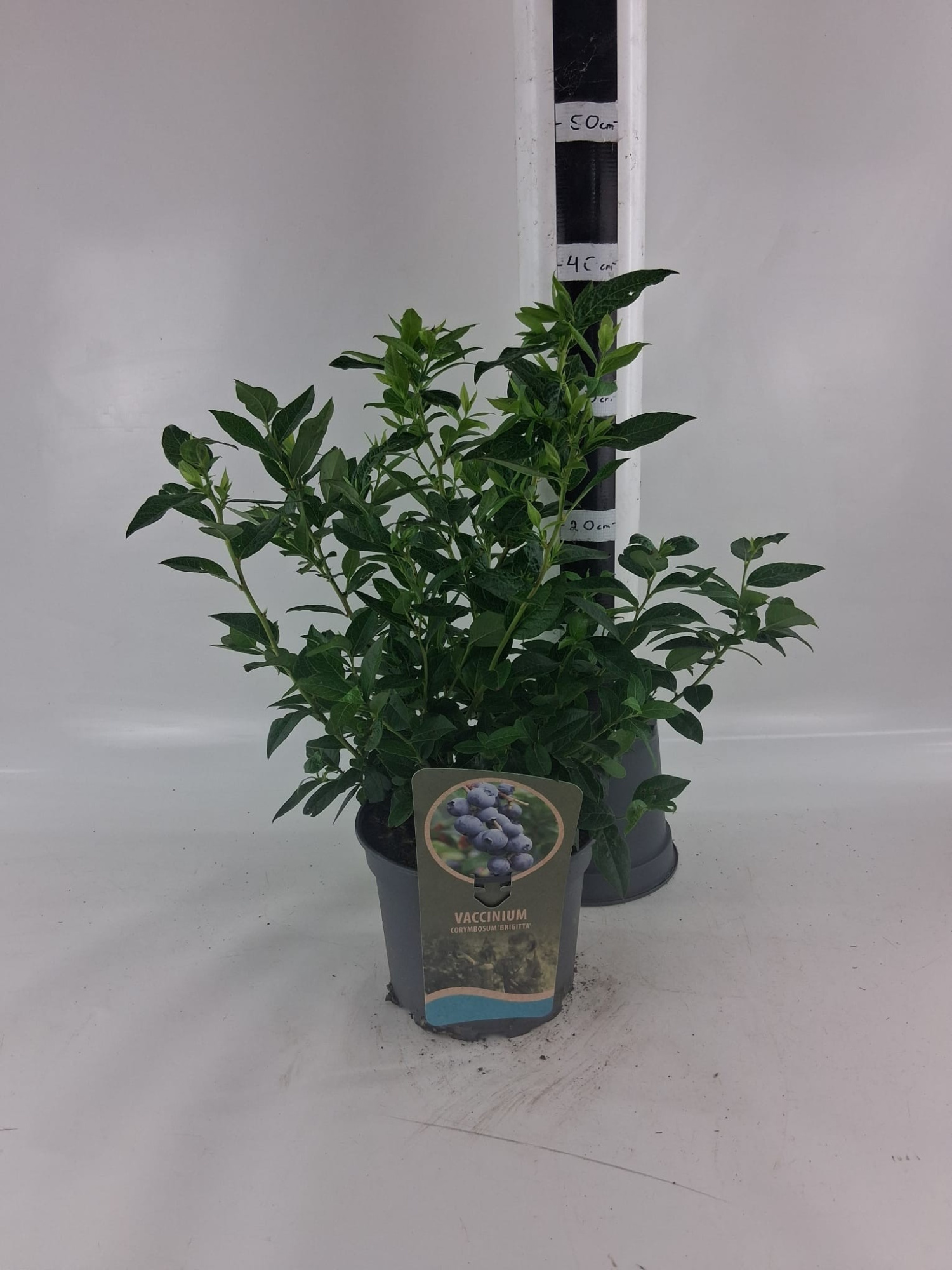 Vaccinium cor. 'Brigitta', D 19 cm