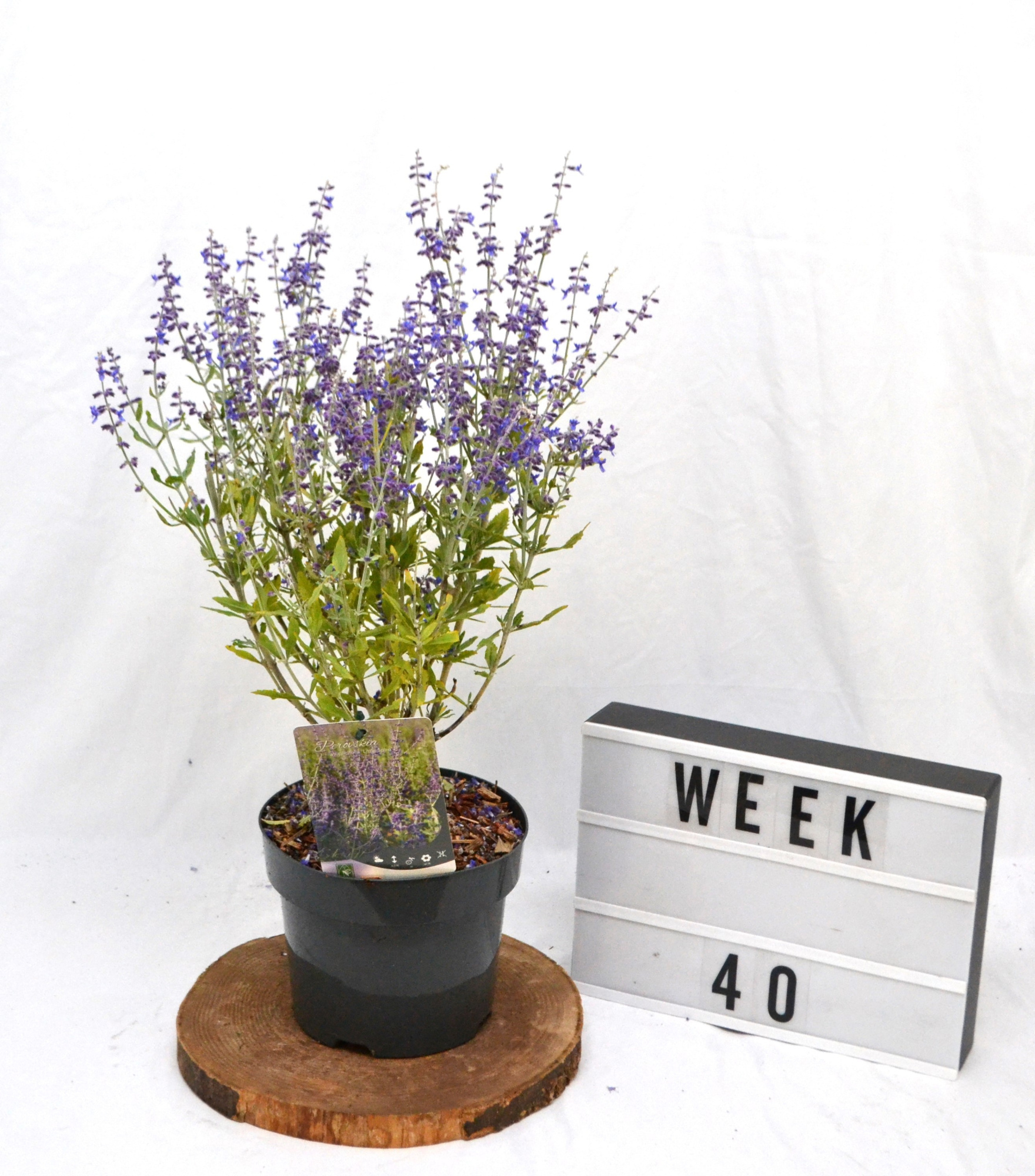 Perovskia atriplicifolia Little Spire, D 19 cm