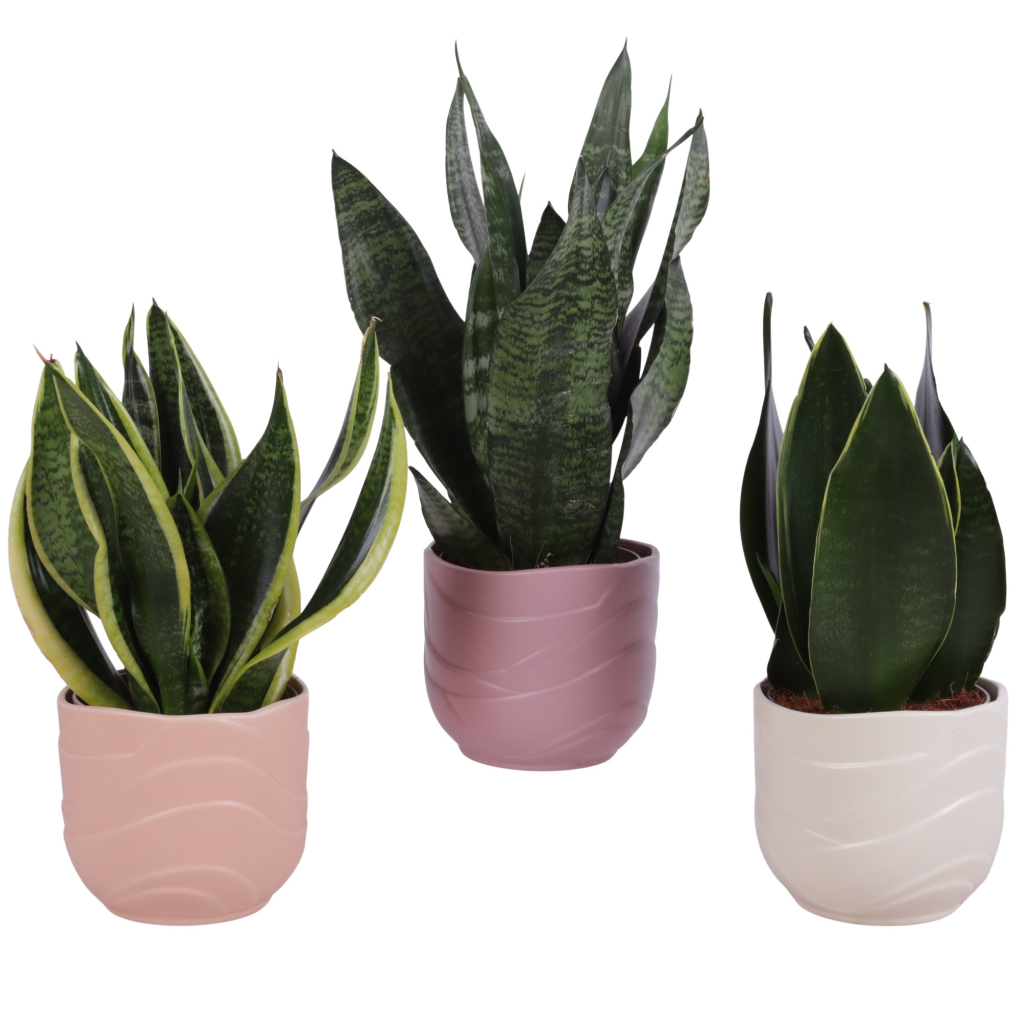 Sansevieria mix Ø12cm in Ø14cm Ceramic SE660, D 14