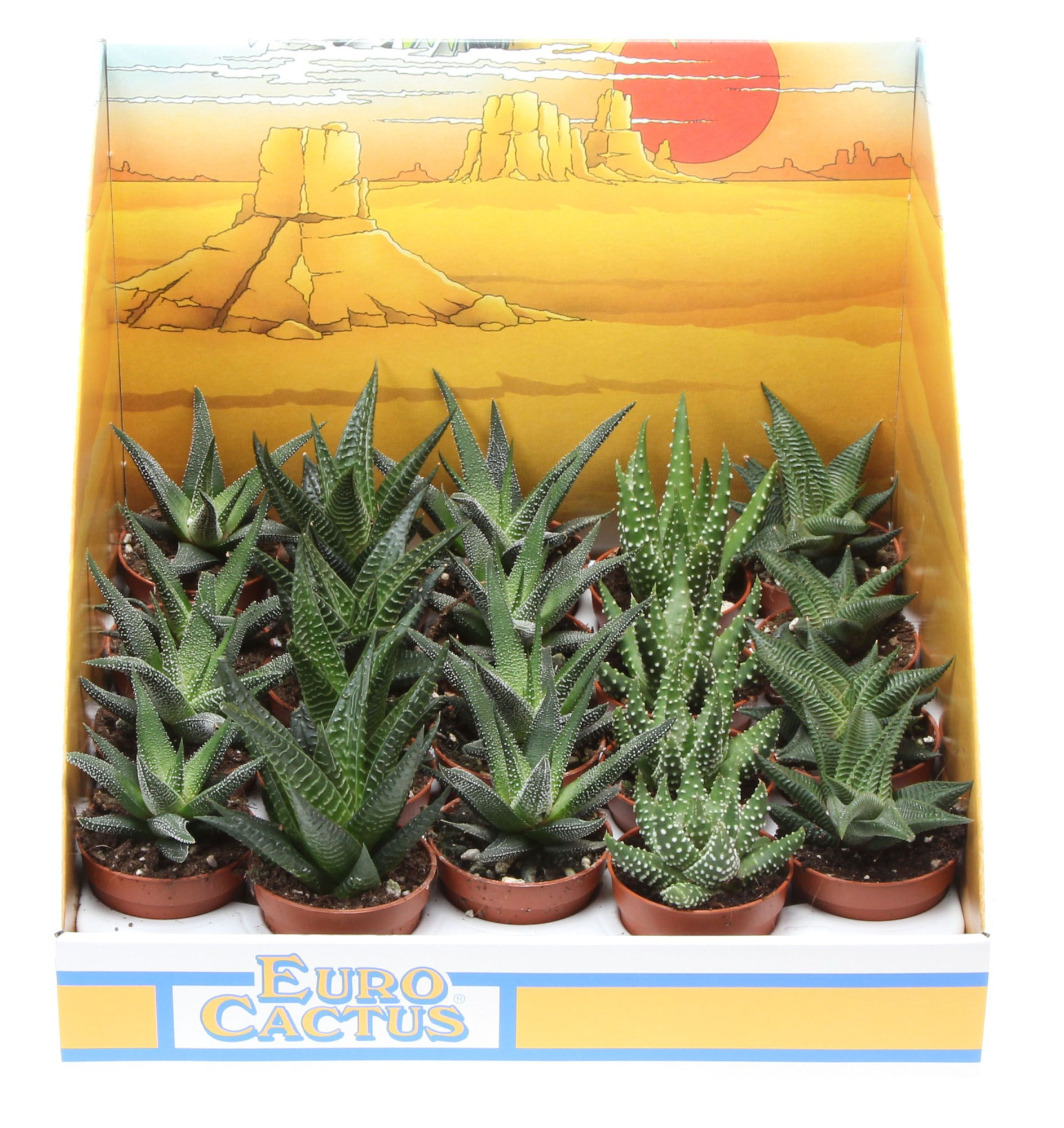 Aloe mix in showdoos, D 5,5 cm