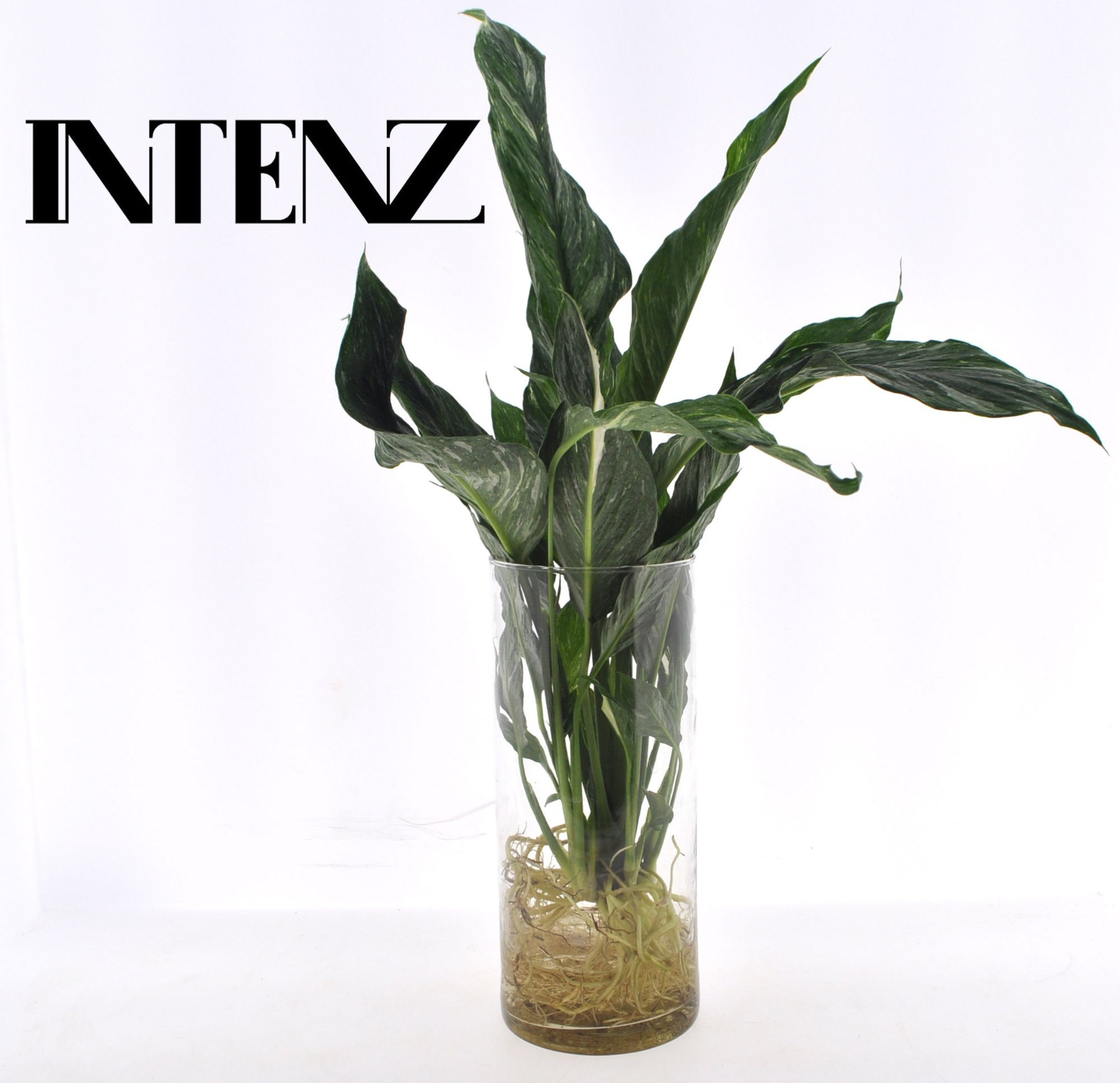 Spathiphyllum Diamond in Cylinder glas - levertijd: 24 uur, D 12 cm