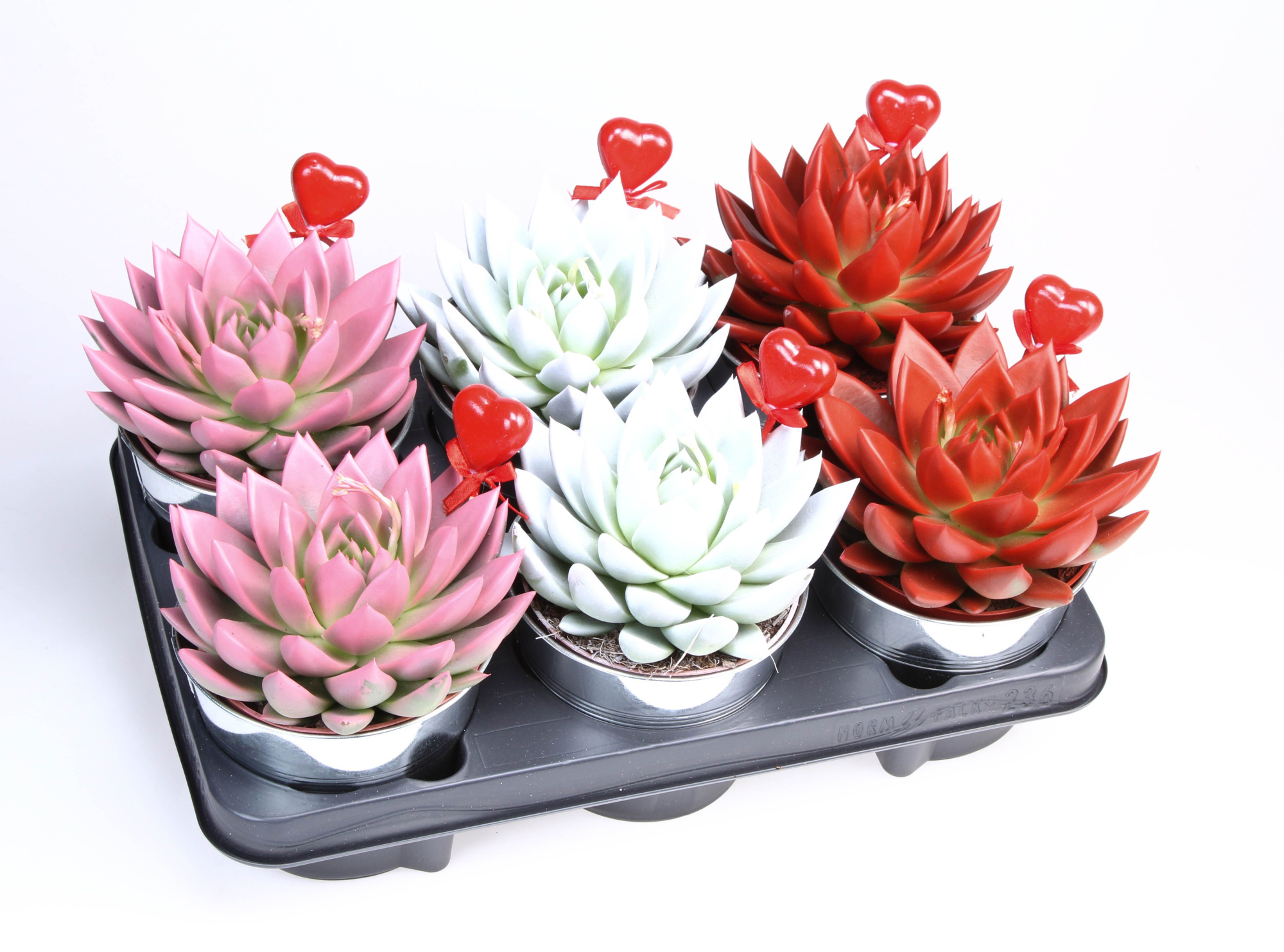 Rainbow zink+hartje, D 12 cm