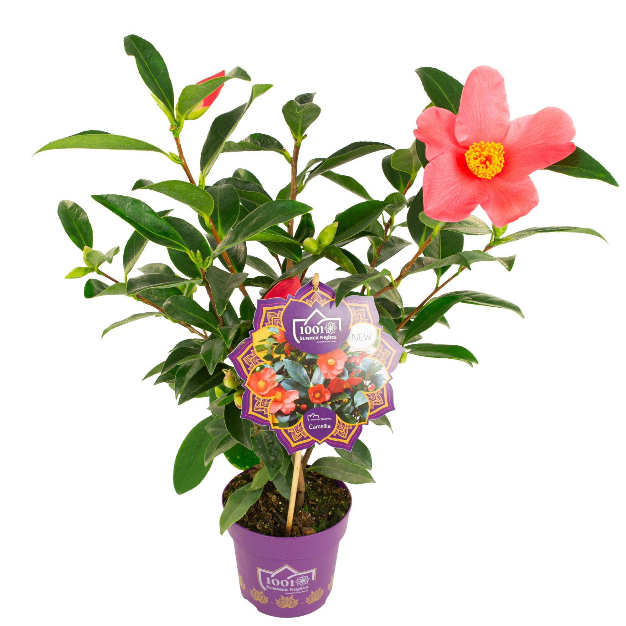 Camellia C. '1001 Summer Nights' Premium, D 15 cm