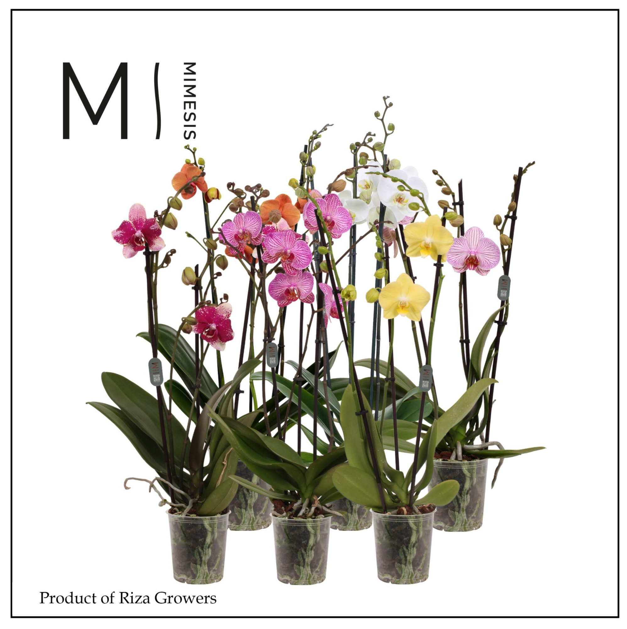 Phalaenopsis Mix 3 spike - 12cm | Mimesis, D 12 cm