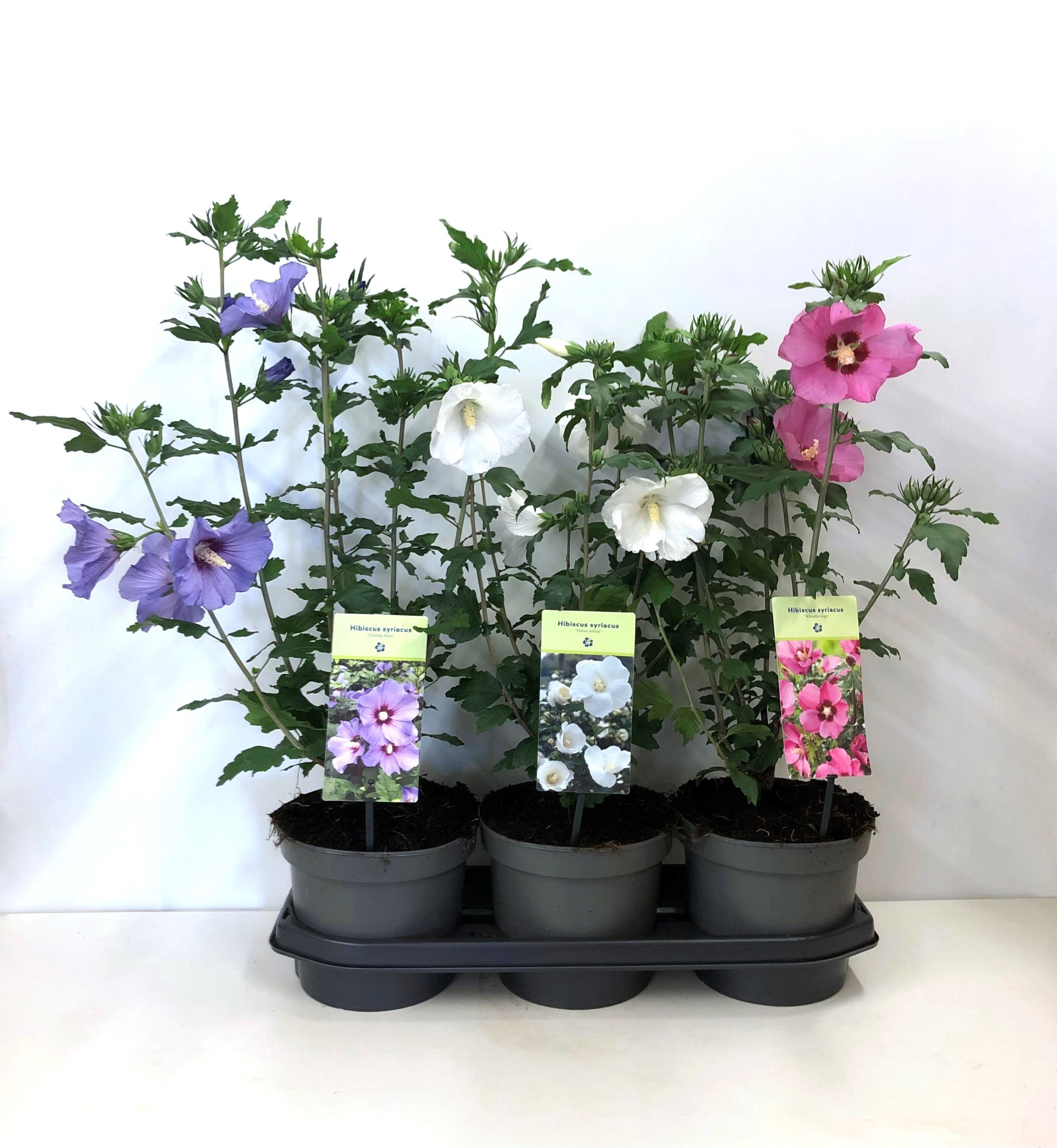 Hibiscus syriacus mix enkelbloemig 19 cm, D 19 cm