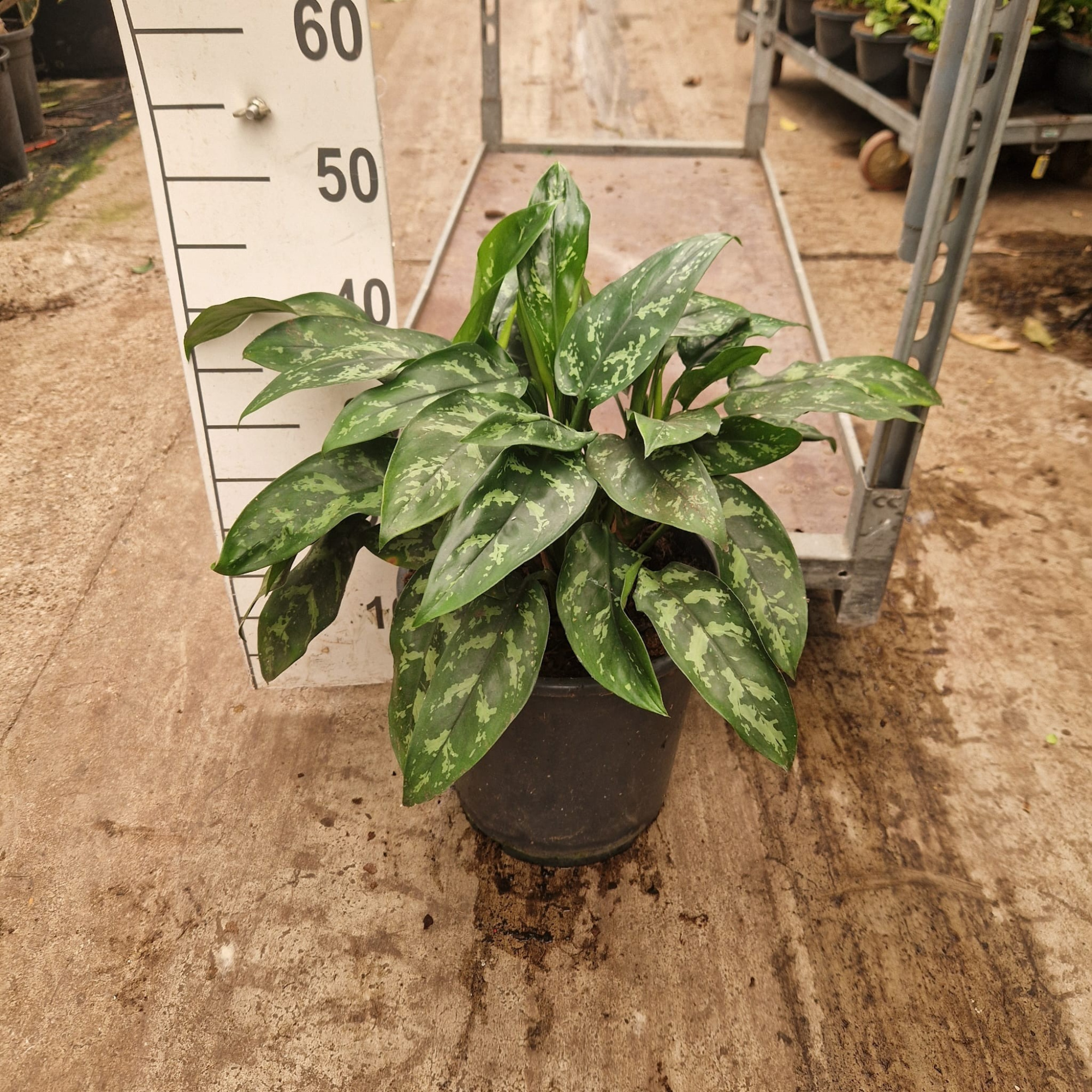 Aglaonema Maria, D 27 cm