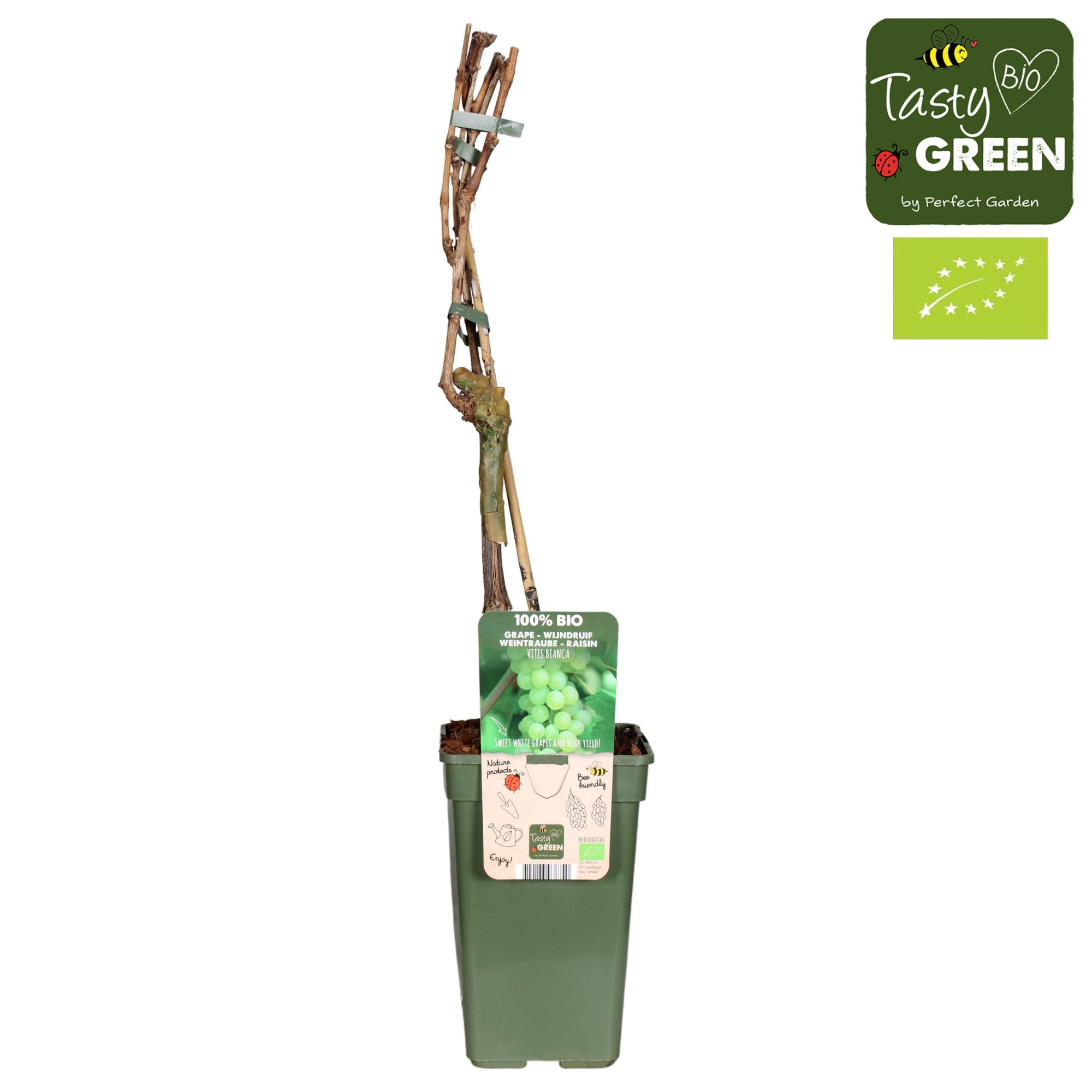 Vitis vinifera 'Bianca' Bio P19, D 19
