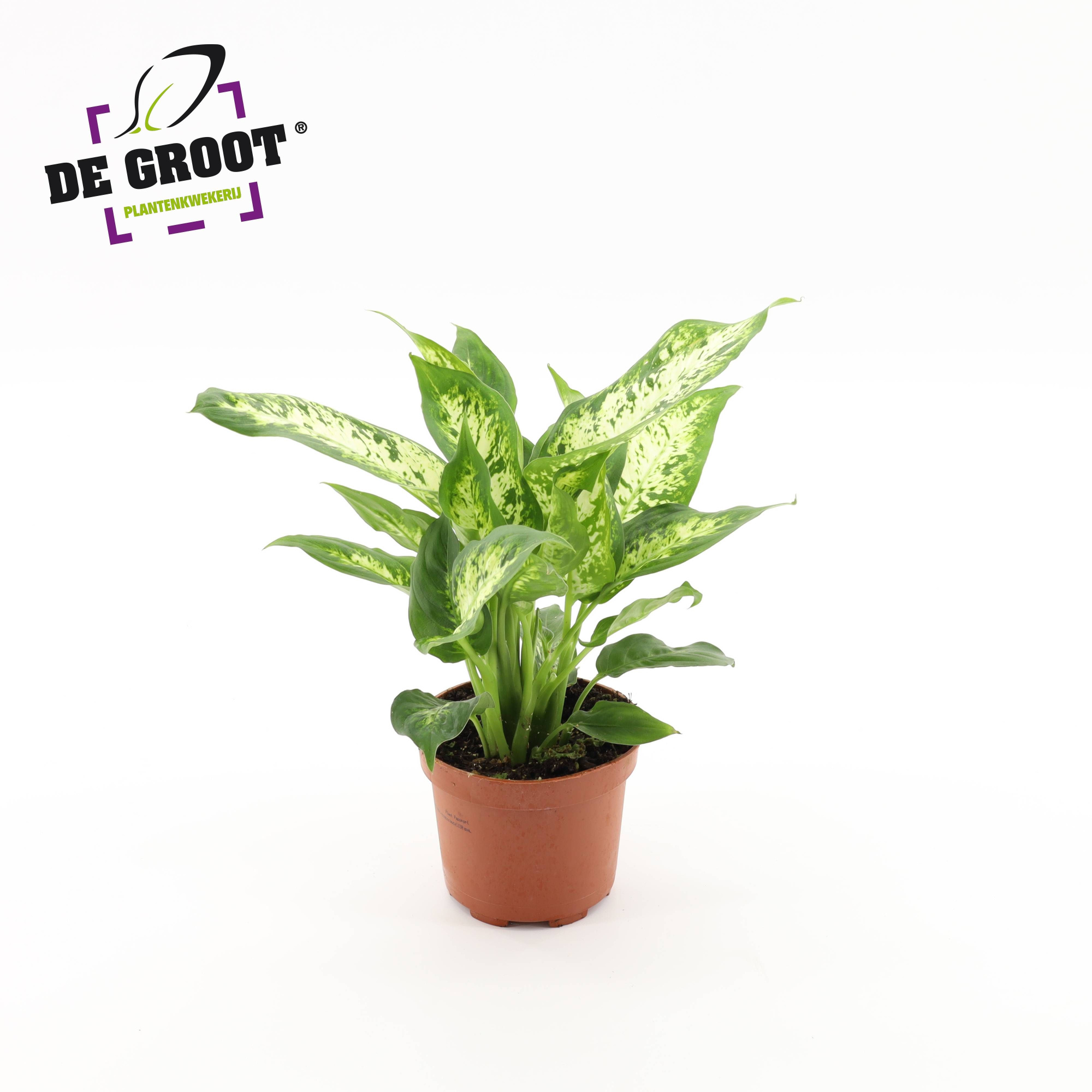 Dieffenbachia 'Compacta', D 12 cm