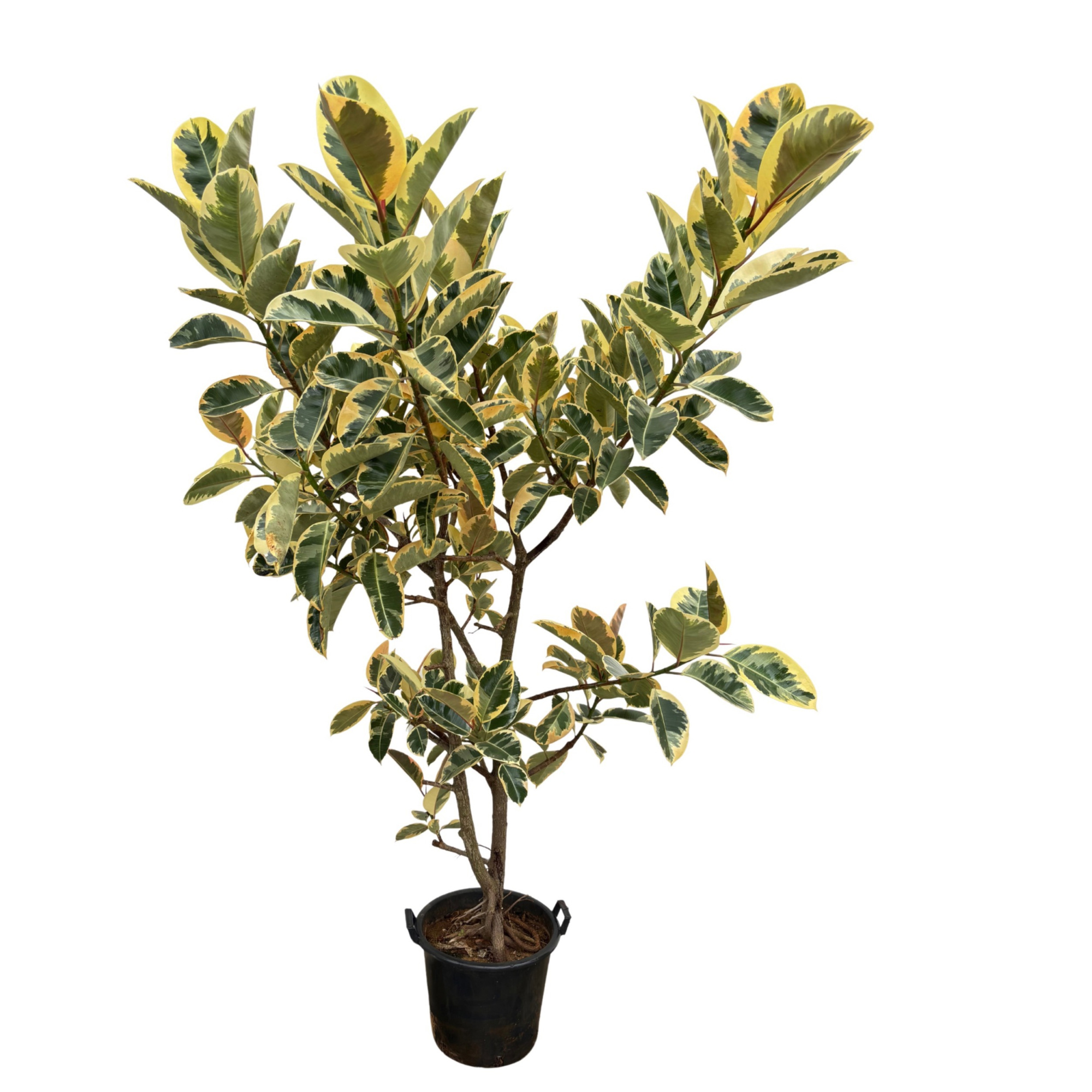 Ficus elastica 'Tineke' - 225cm, D 40 cm