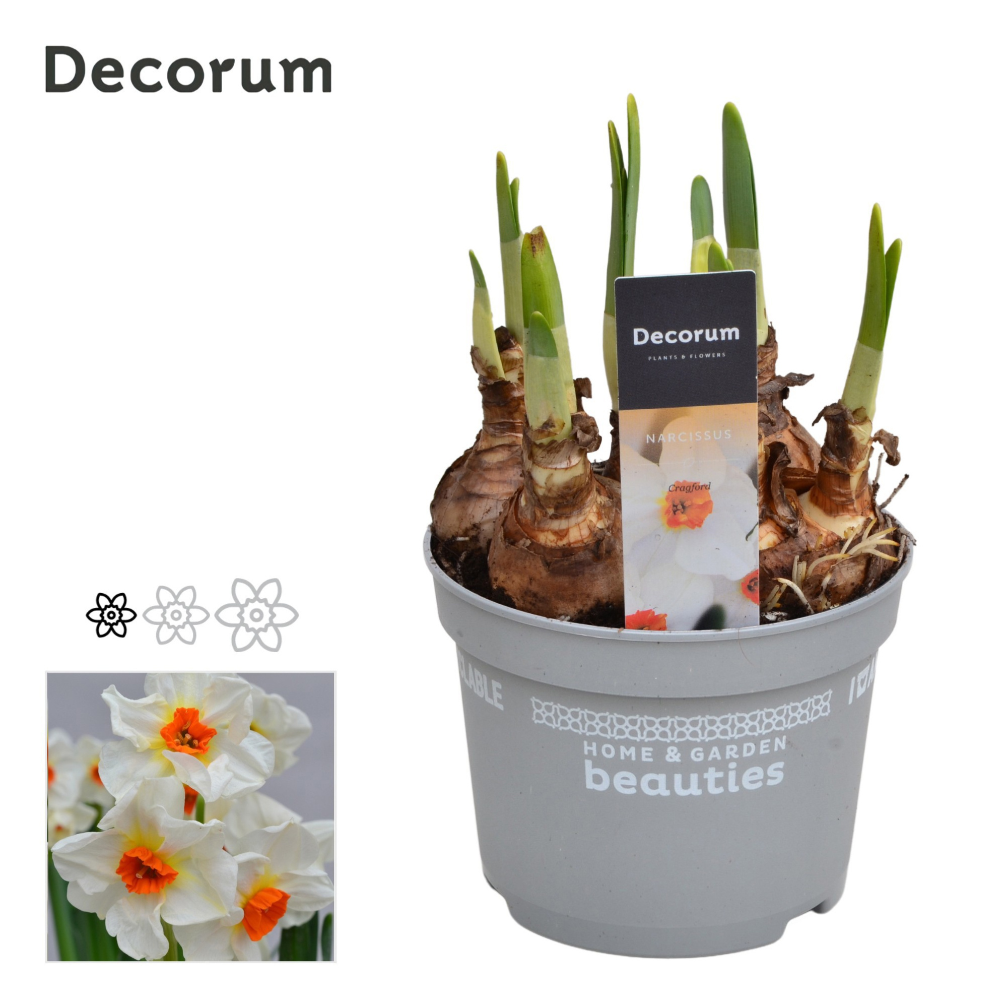 Narcis Cragford, D 12