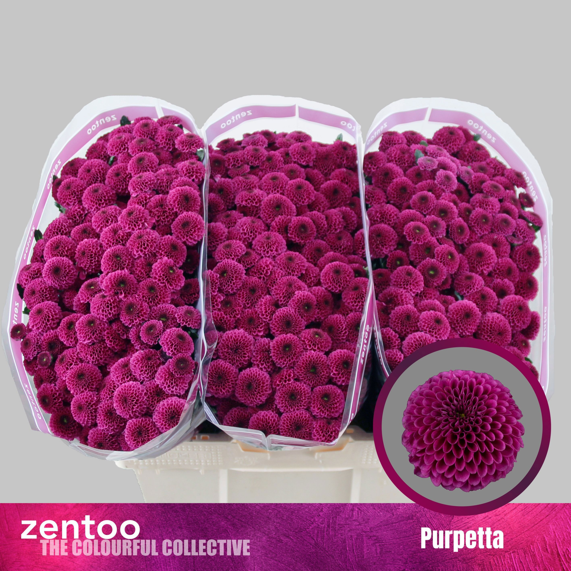 Сантини Пурпетта, шт.