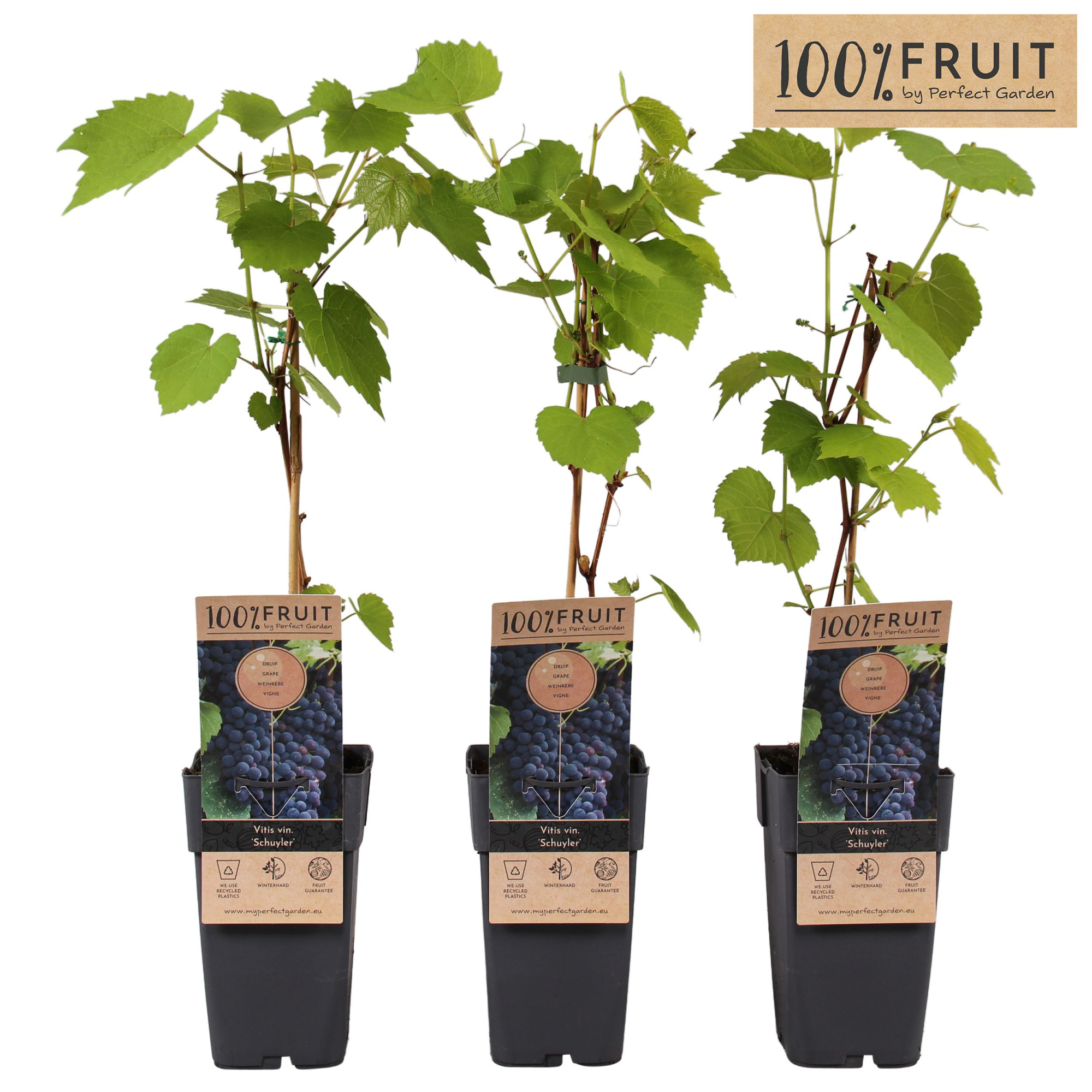 Vitis Schuyler P15, D 15 cm