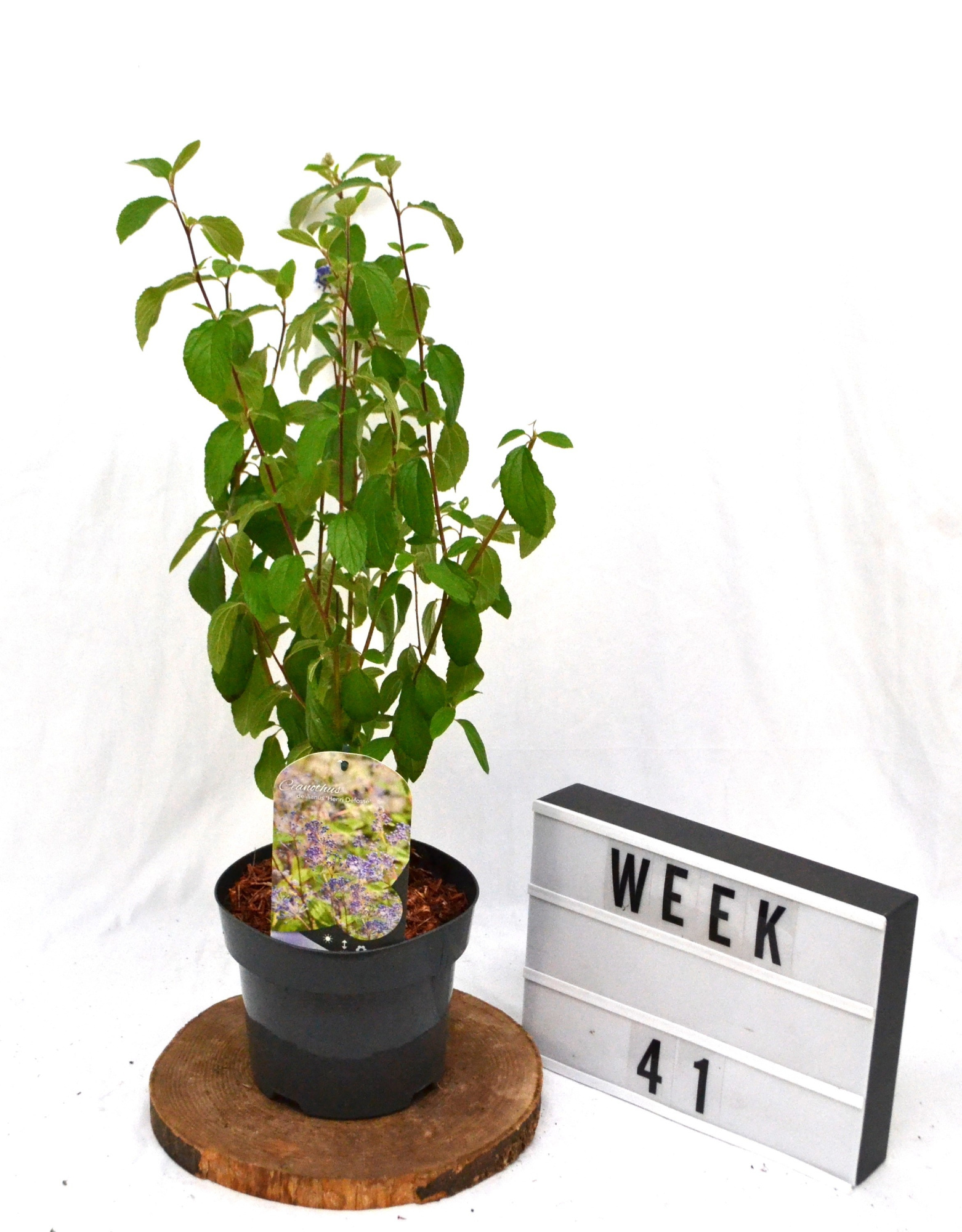 Ceanothus del. 'Henri Défossé' C3, D 19 cm