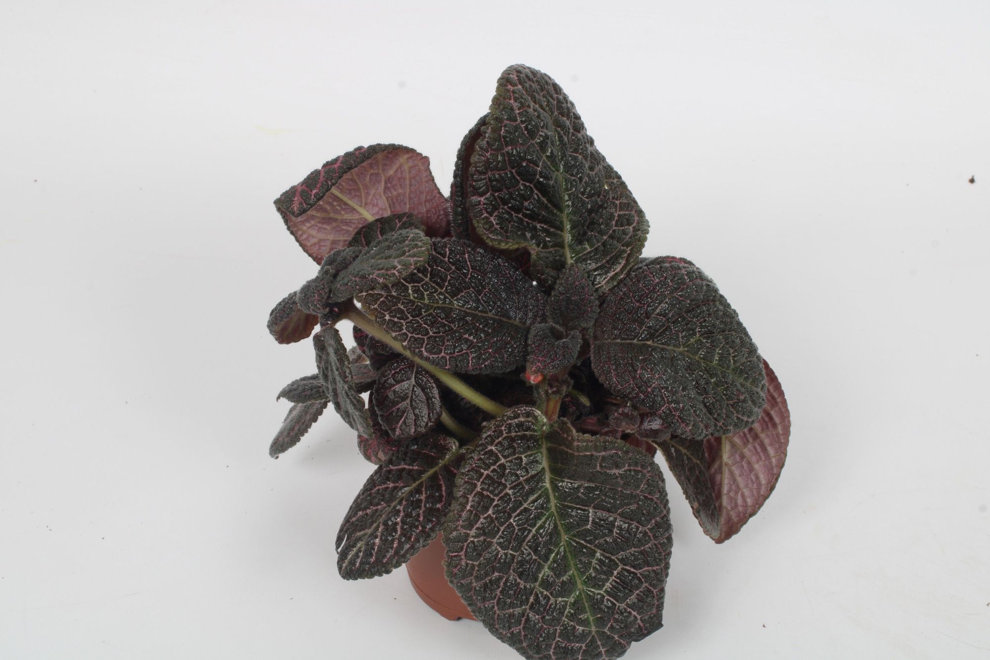 Episcia Country Brilliance 12CM, D 12 cm