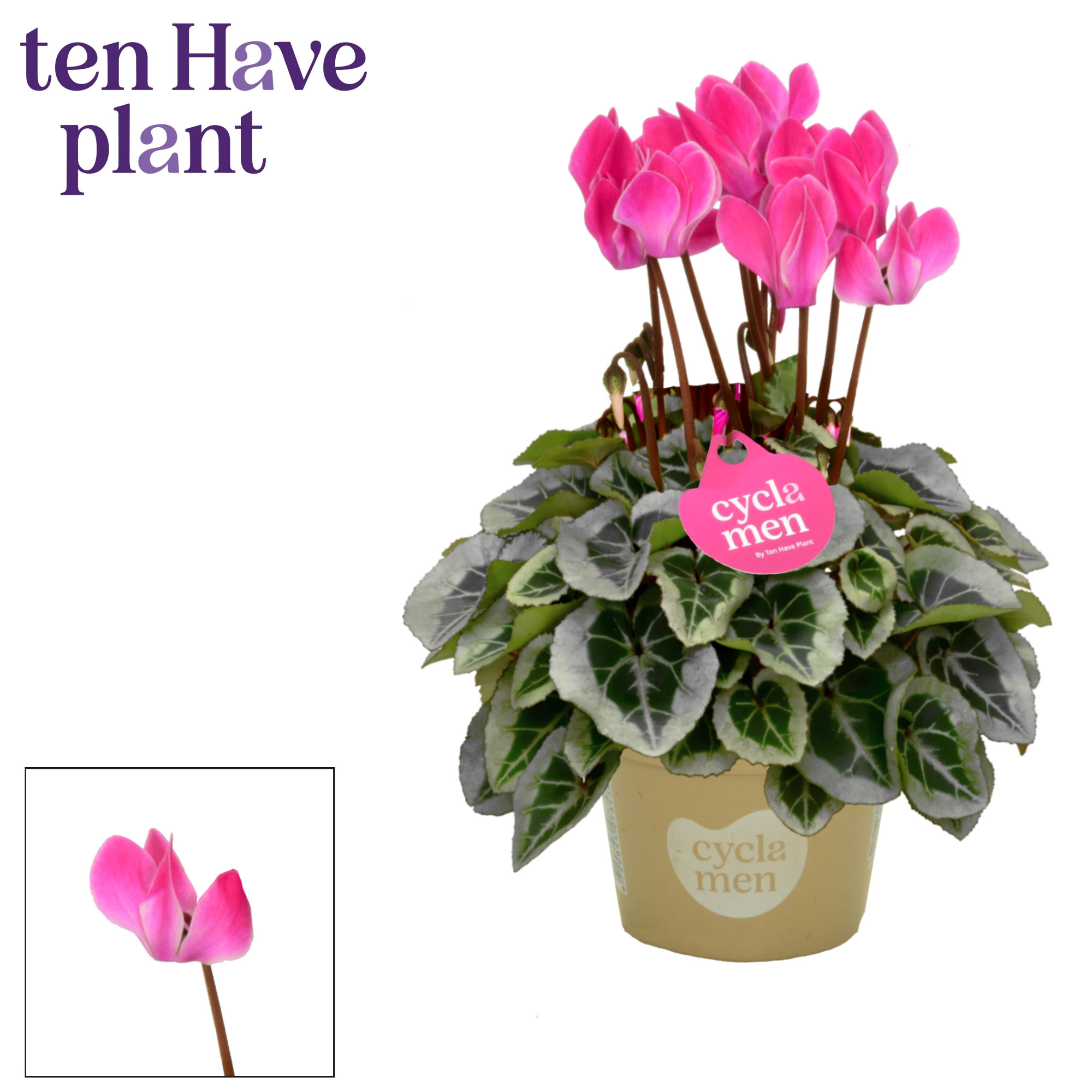 Cyclamen SS Picasso Flamed mix, D 11 cm