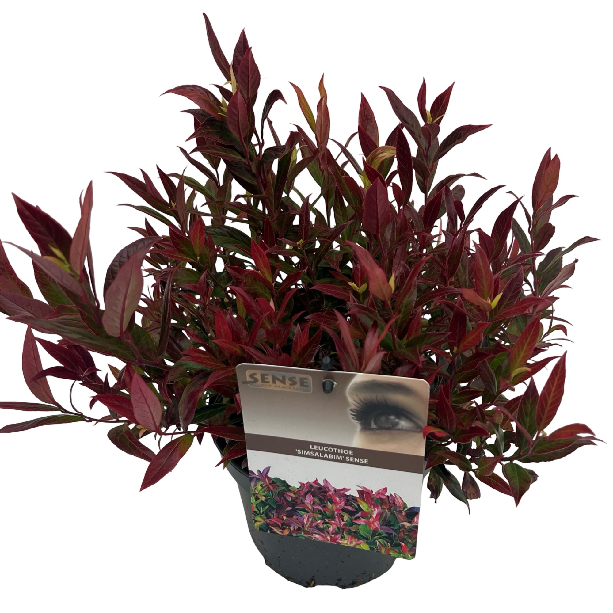 Leucothoe 'Simsalabim' sense, D 17 cm