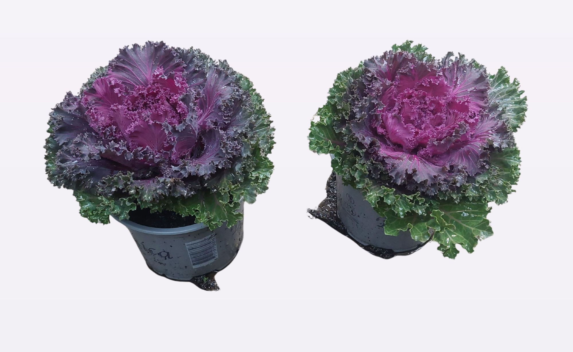 Brassica oleracea gekruld rood, D 13 cm