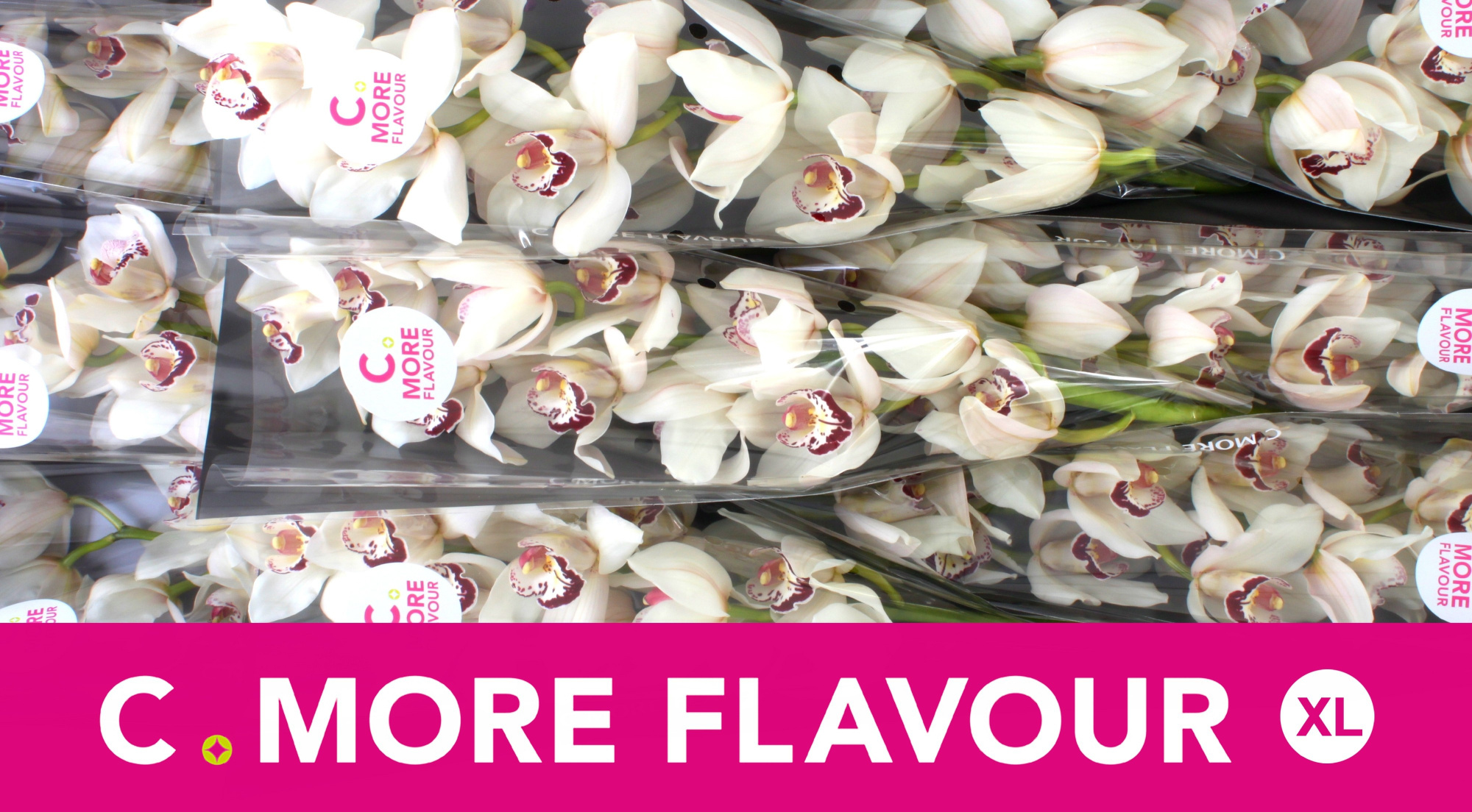 Цимбидиум Миссис Эсми x9 60, шт.