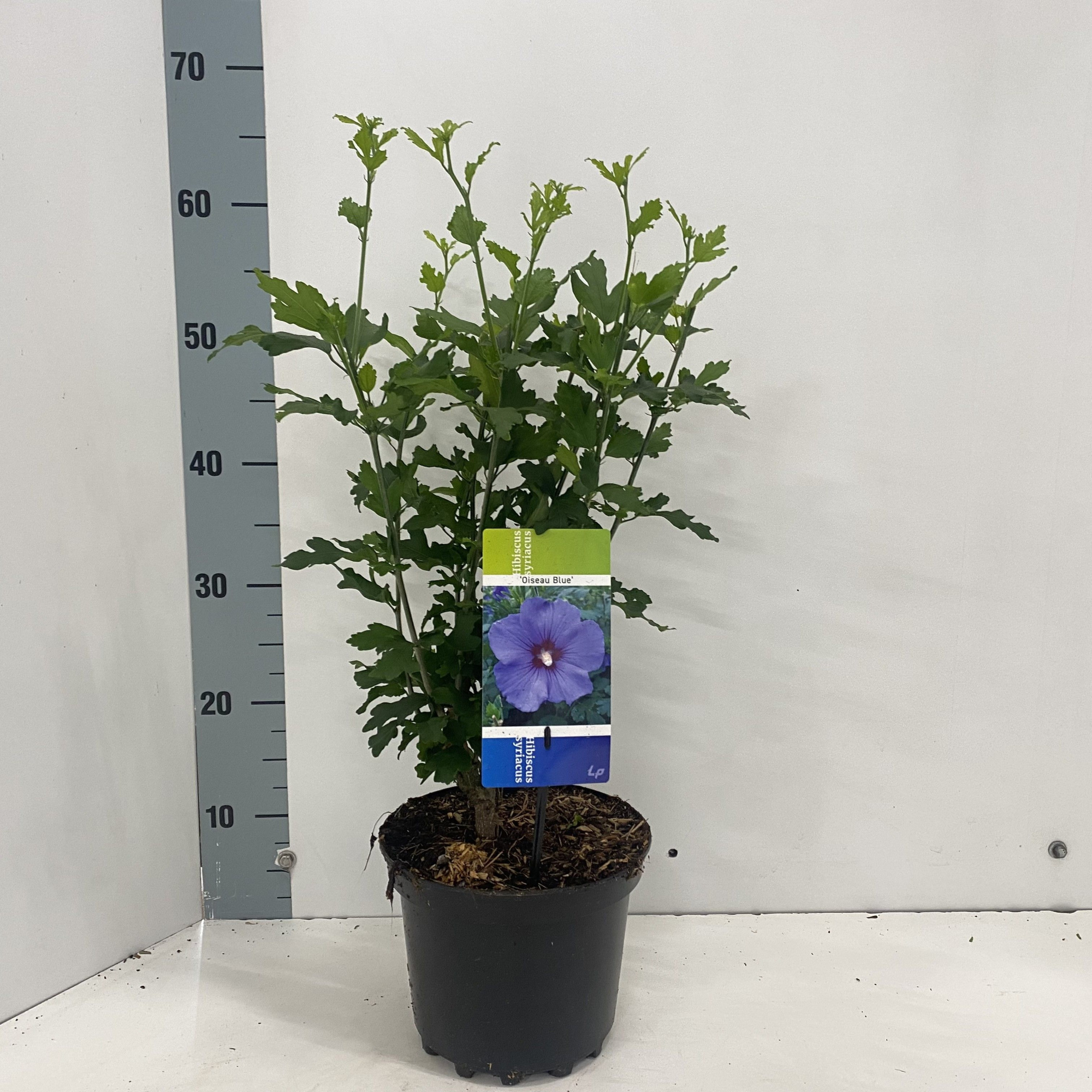 Hibiscus syr. 'Oiseau Bleu', D 19 cm