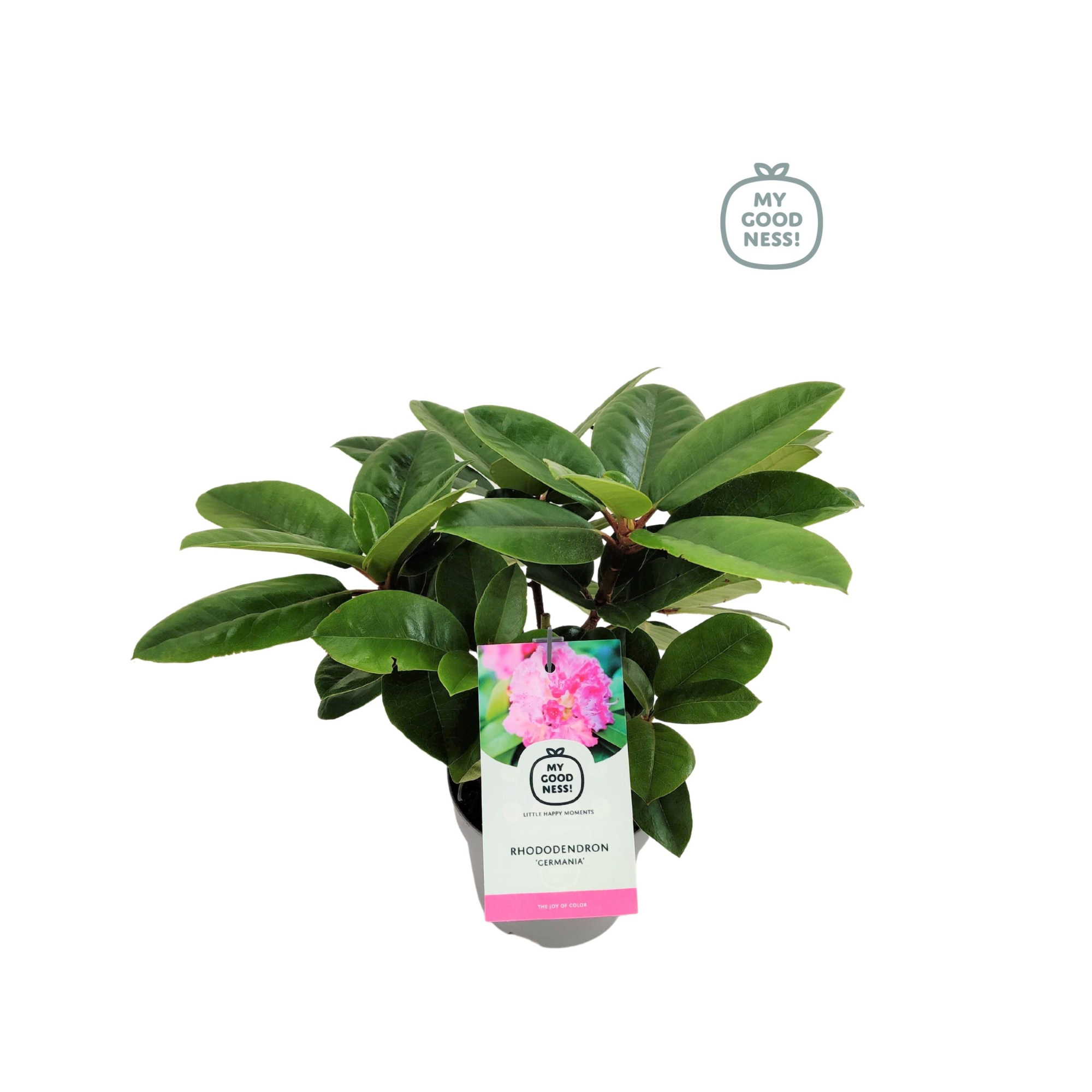 Rhododendron 15-20 /1.5 liter 'Germania', D 15