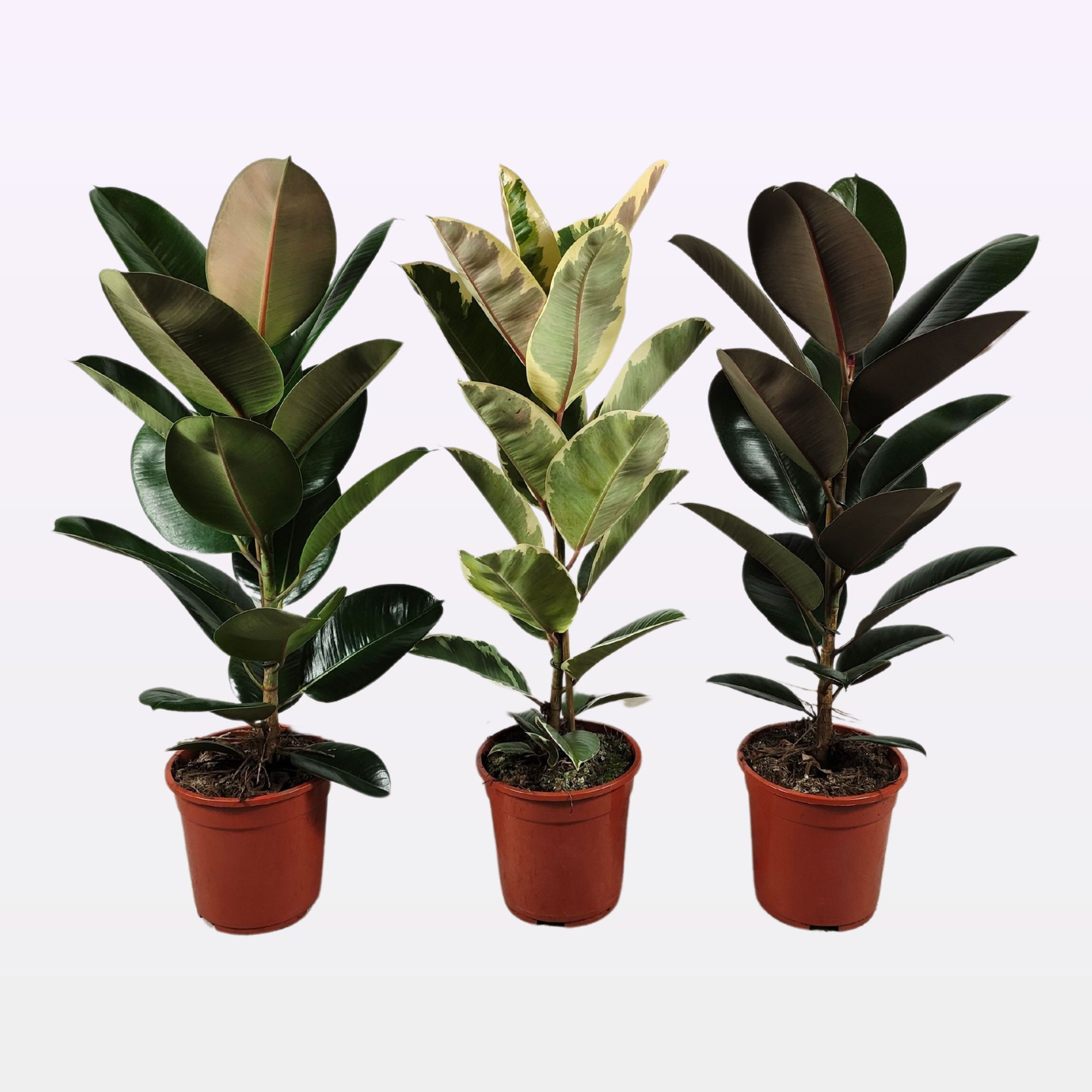 Ficus elastica MIX P21 3 soorten 100cm, D 21 cm