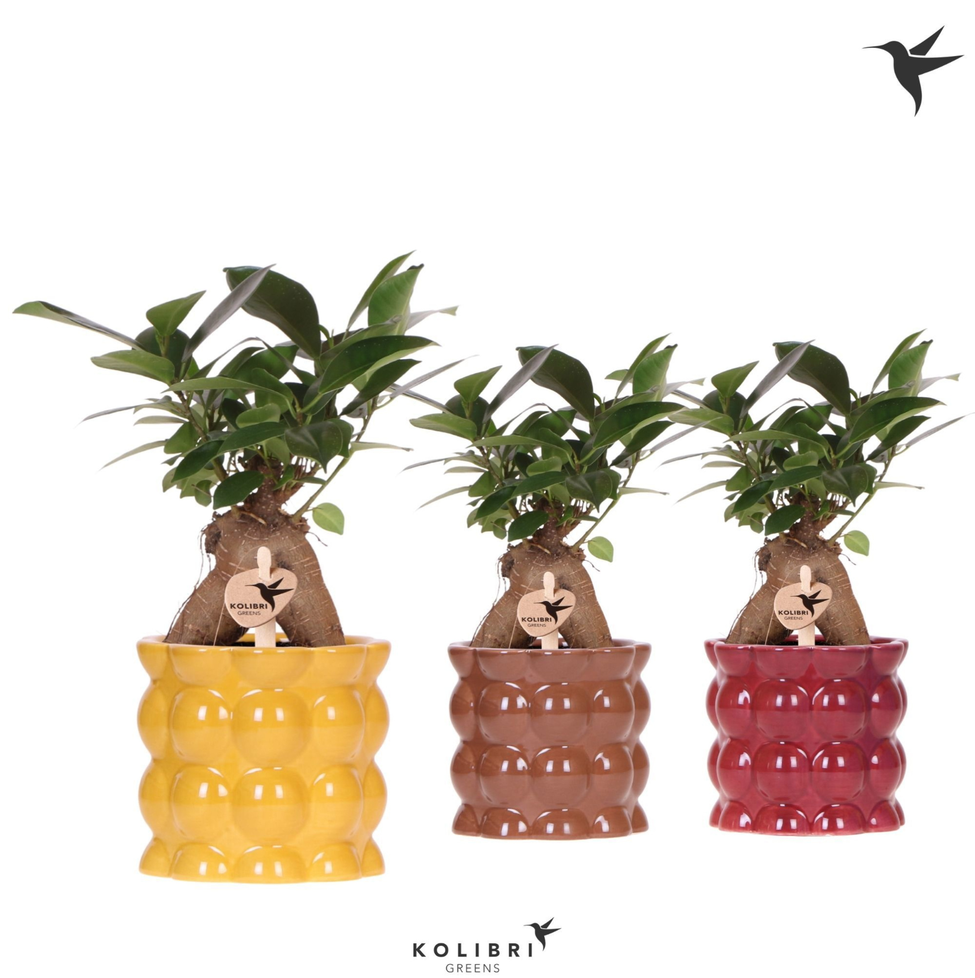 Kolibri Greens Ficus Ginseng Retusa in Cotton pot yellow mix, D 9 cm
