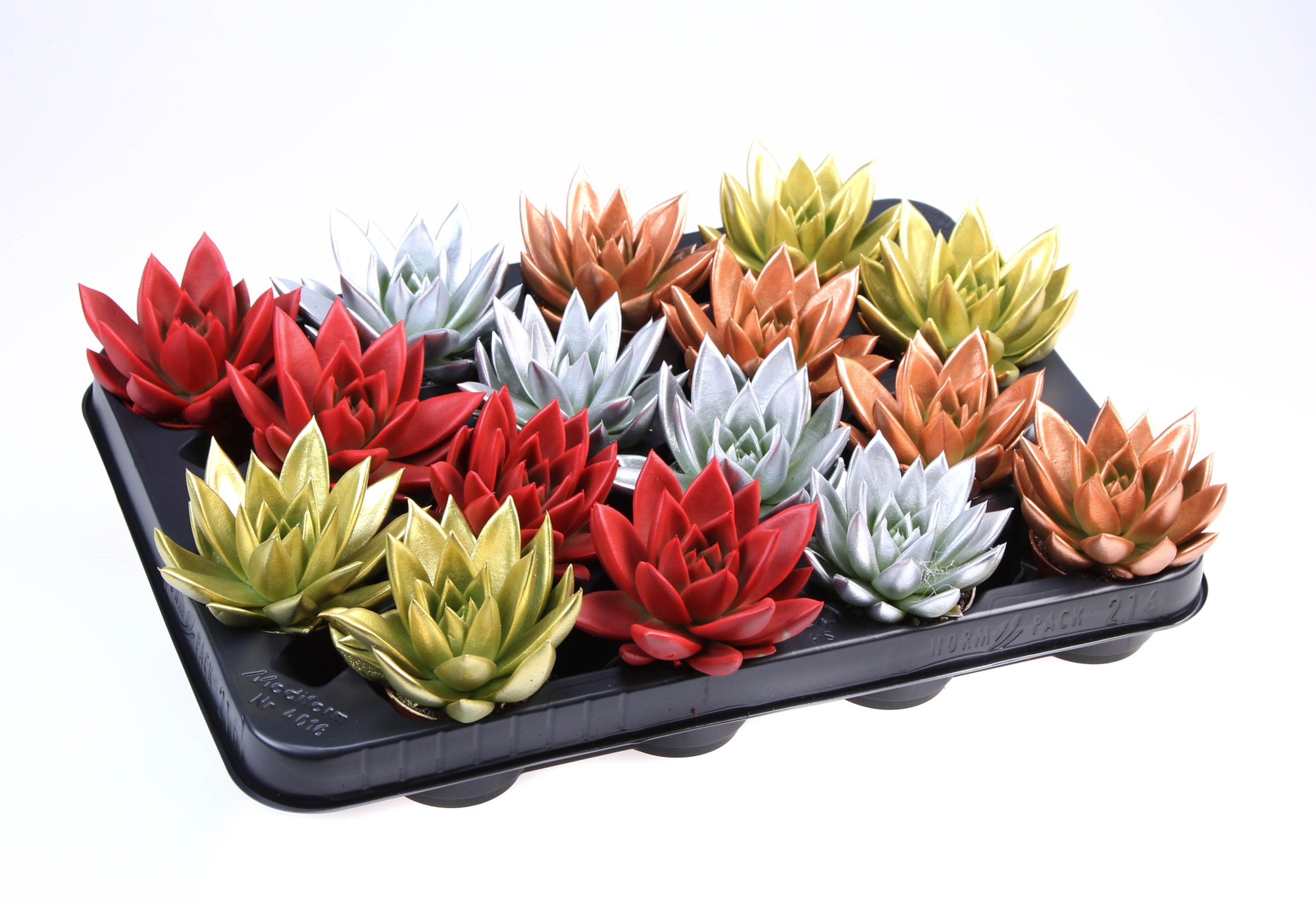 Rainbow kerstmix, D 6