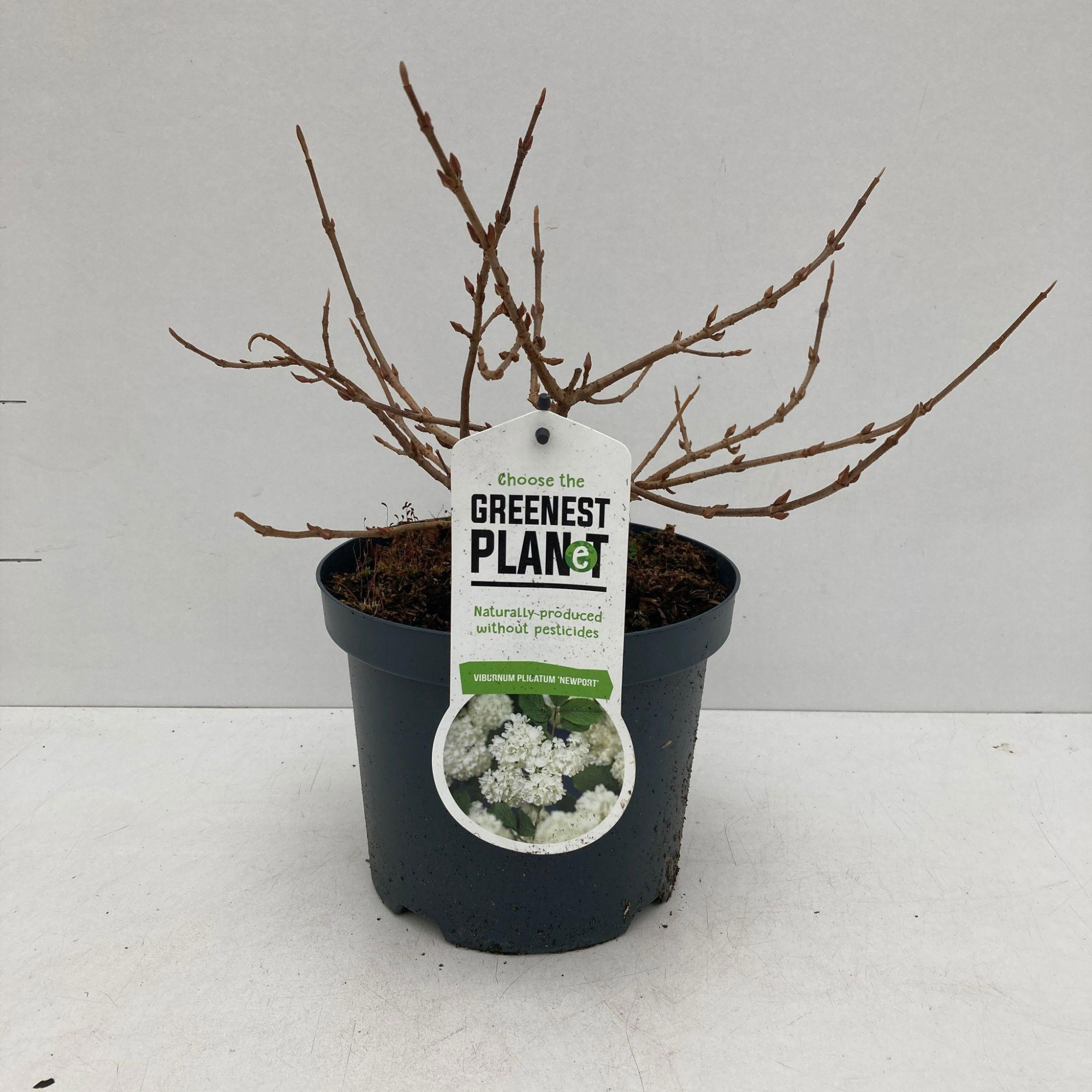 Viburnum plic. 'Newport', D 19