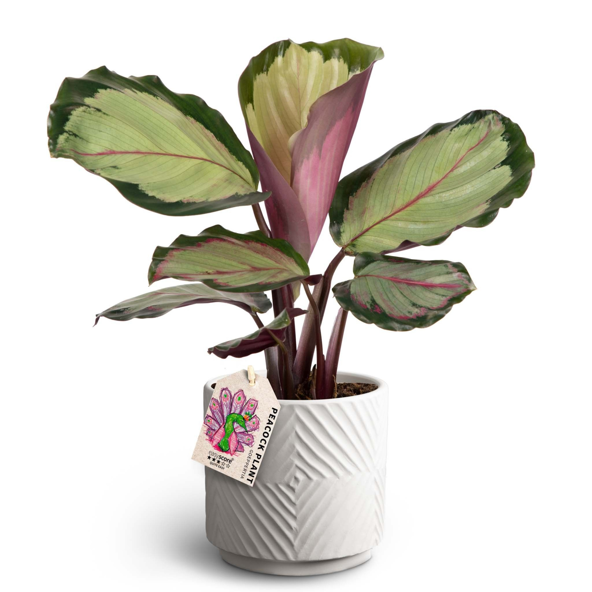 Dune Sand, Calathea 'Corona', D 12 cm