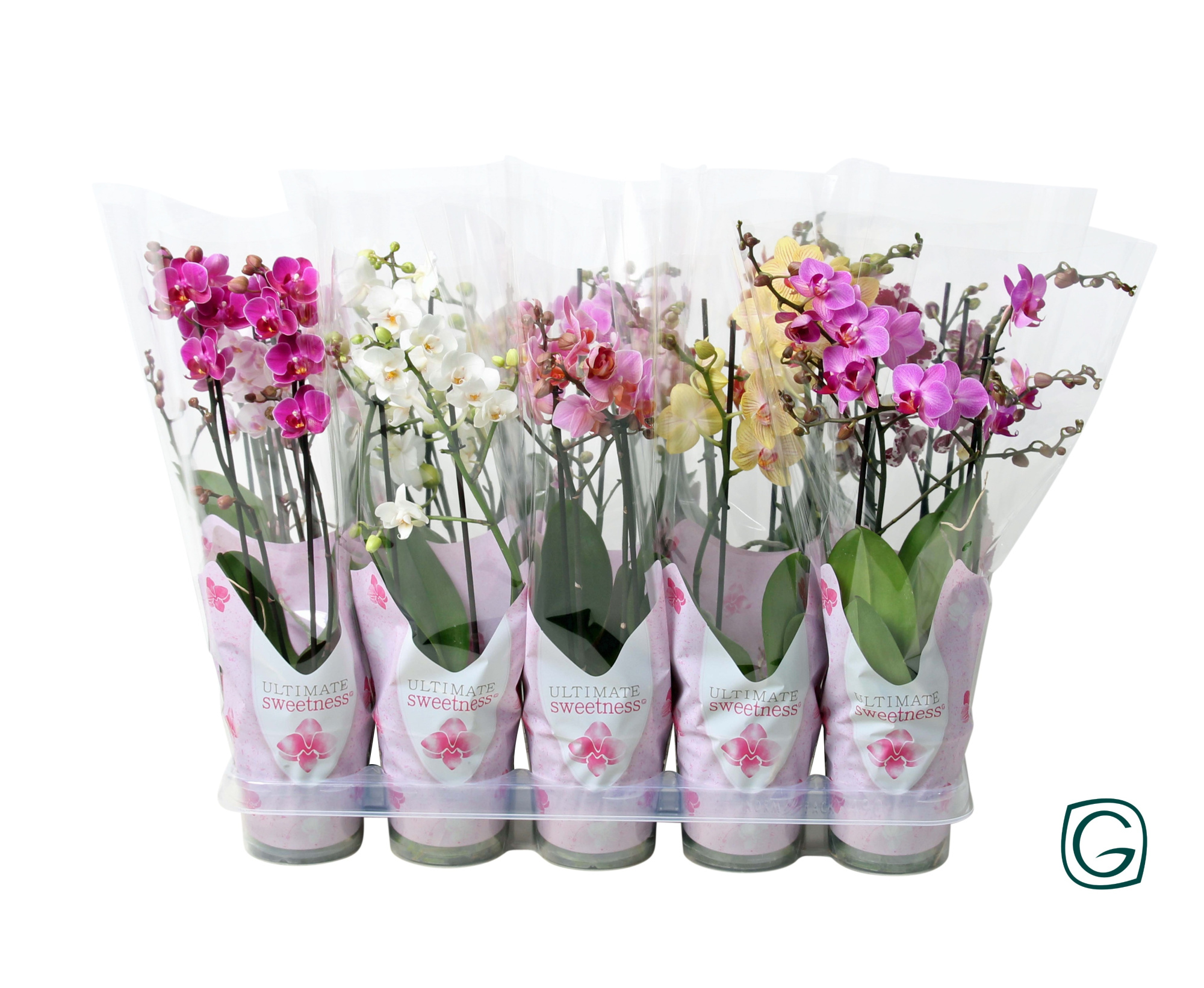 Multiflora 2tk mix in US-sleeve, D 12