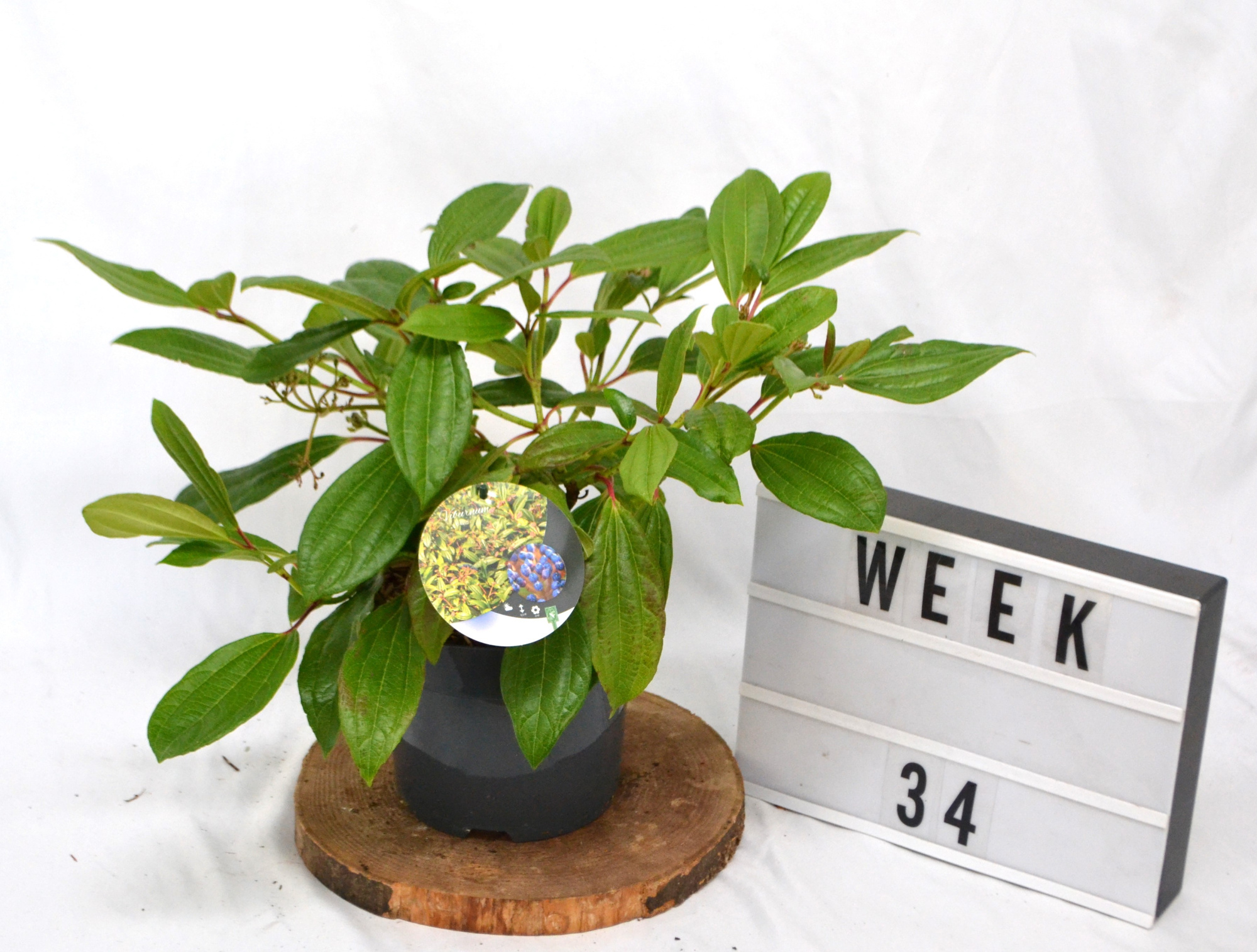 Viburnum Davidii C3, D 19 cm