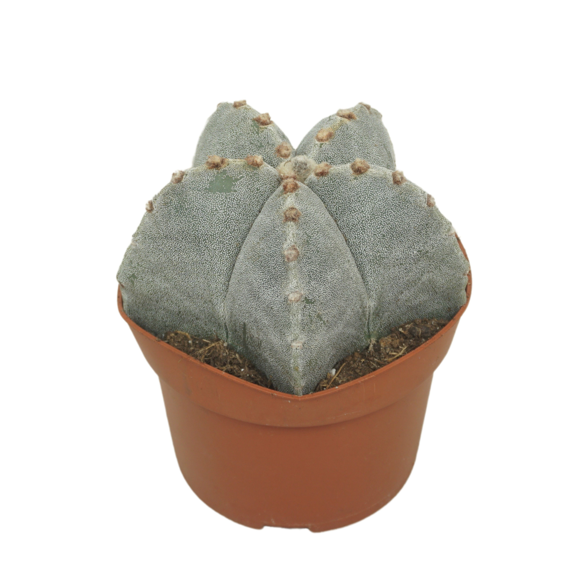 Astrophytum myriostigma 13 cm, D 13