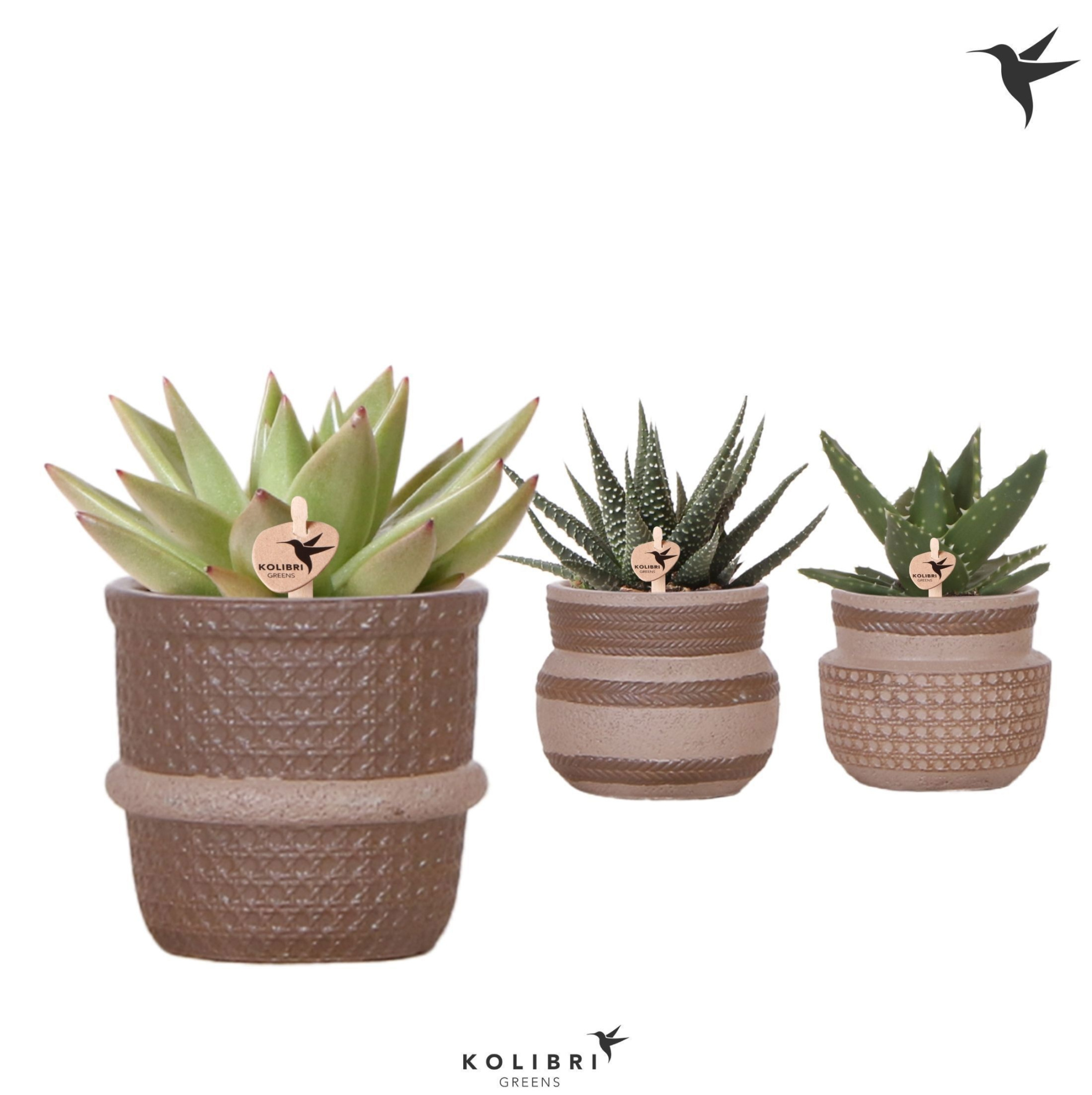 Kolibri Greens Succulenten mix in Ethnic pot sand mix, D 6 cm