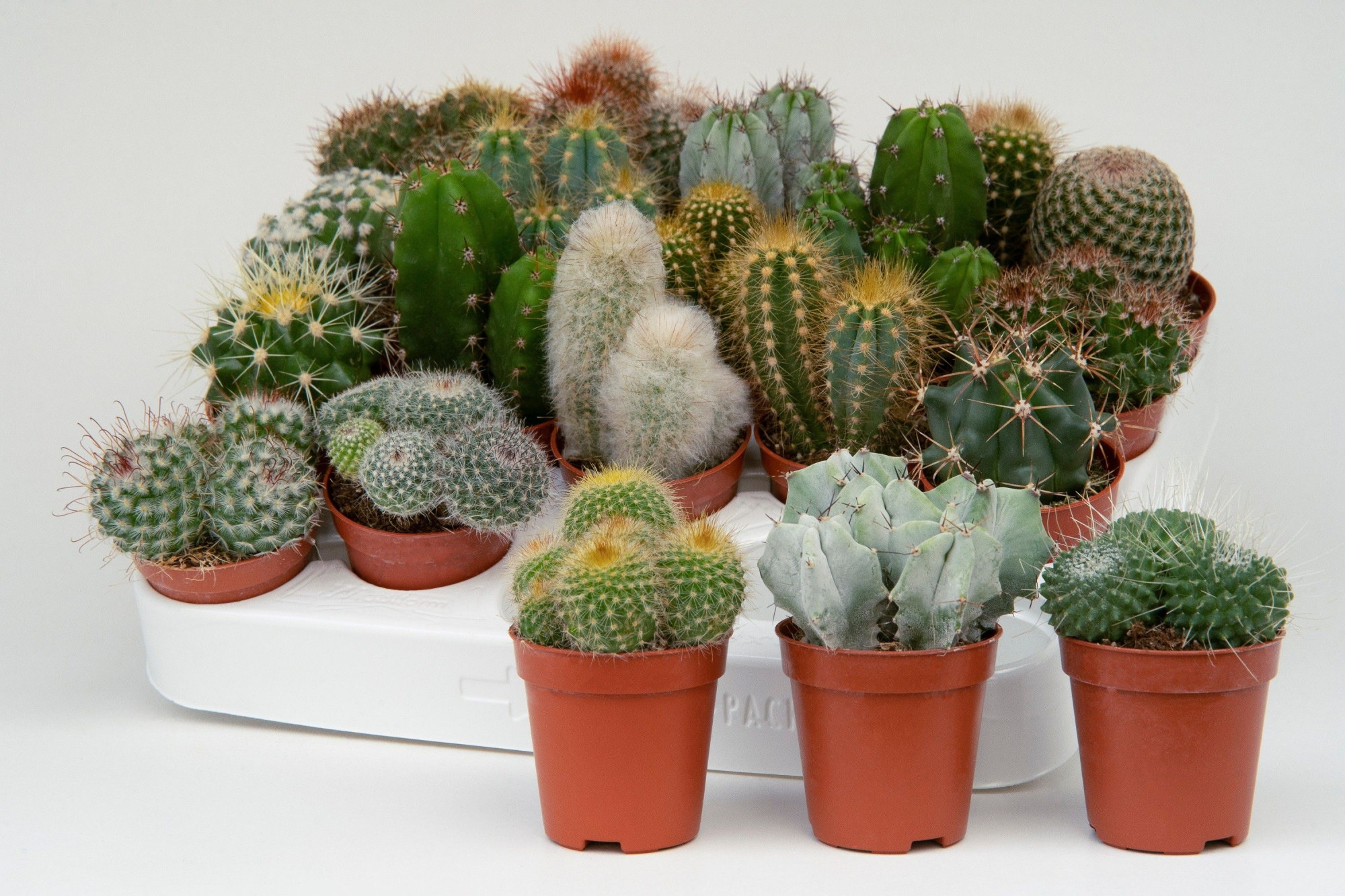 Cactus mix 5,5cm- 20 units tray, D 5,5 cm