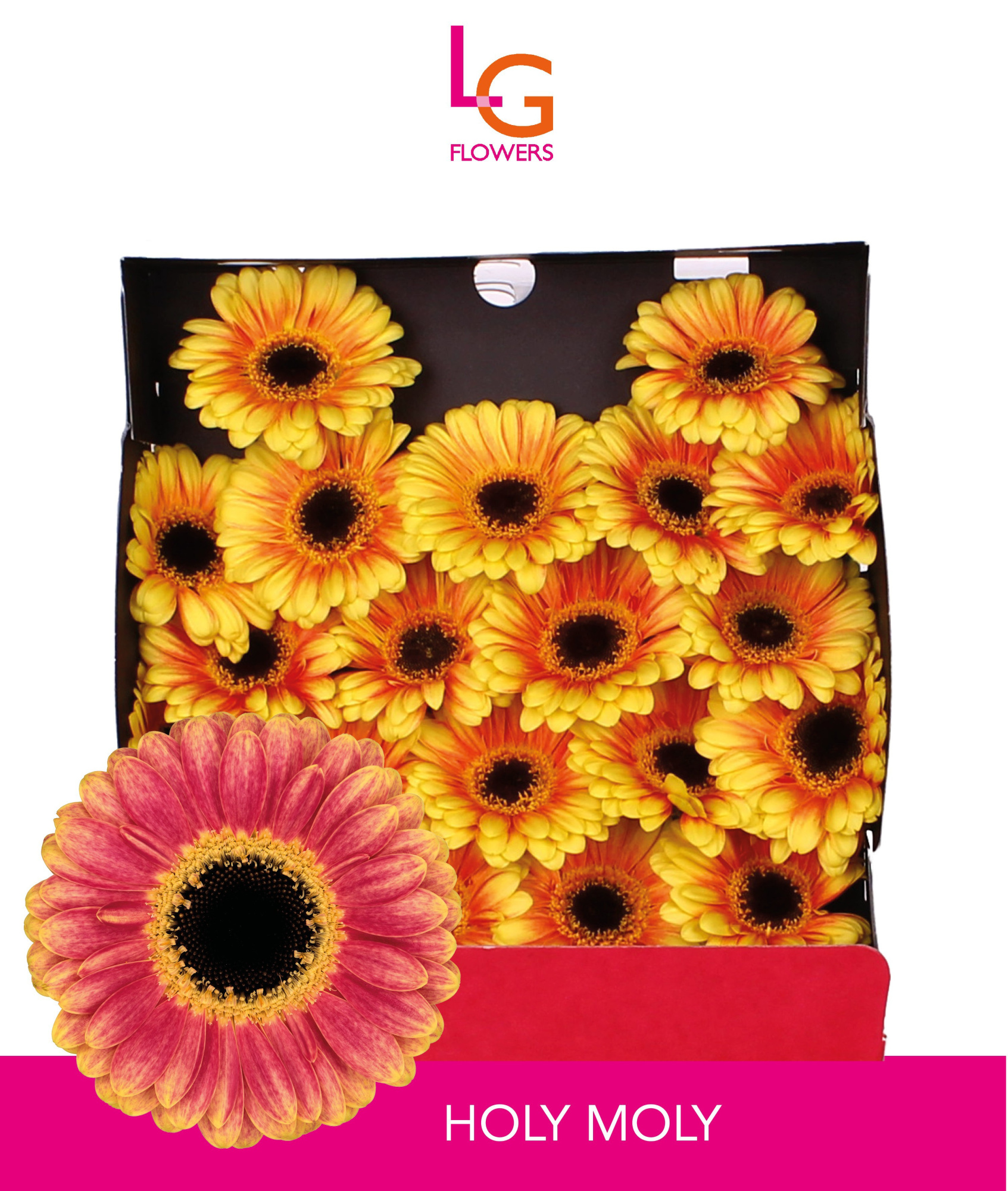 Гермини Холи Моли, шт.