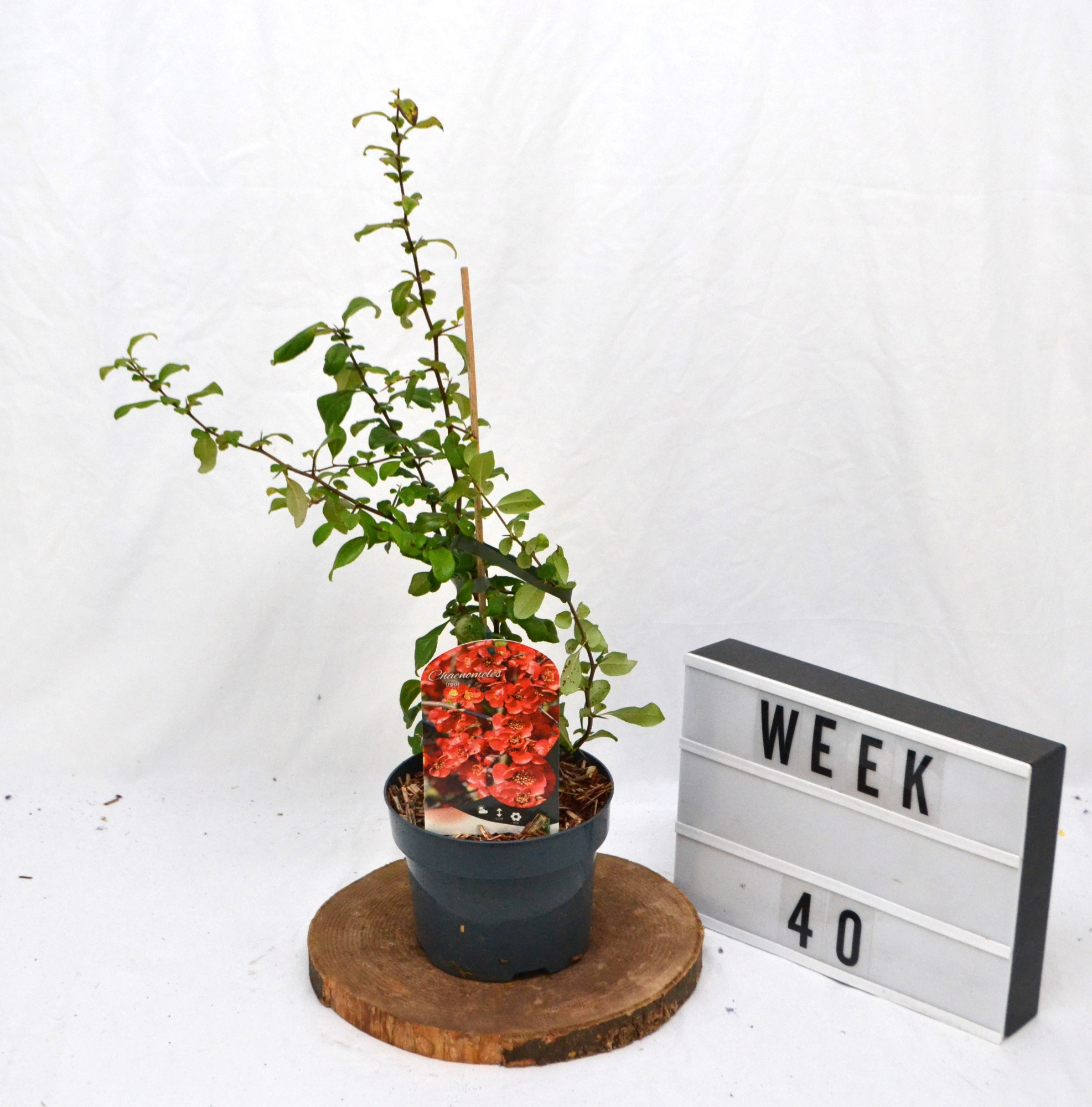 Chaenomeles sup. 'Red Trail' C2, D 17 cm