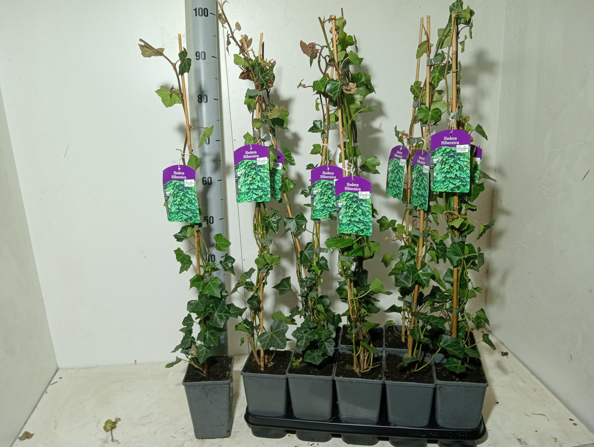 Hedera hibernica, D 12