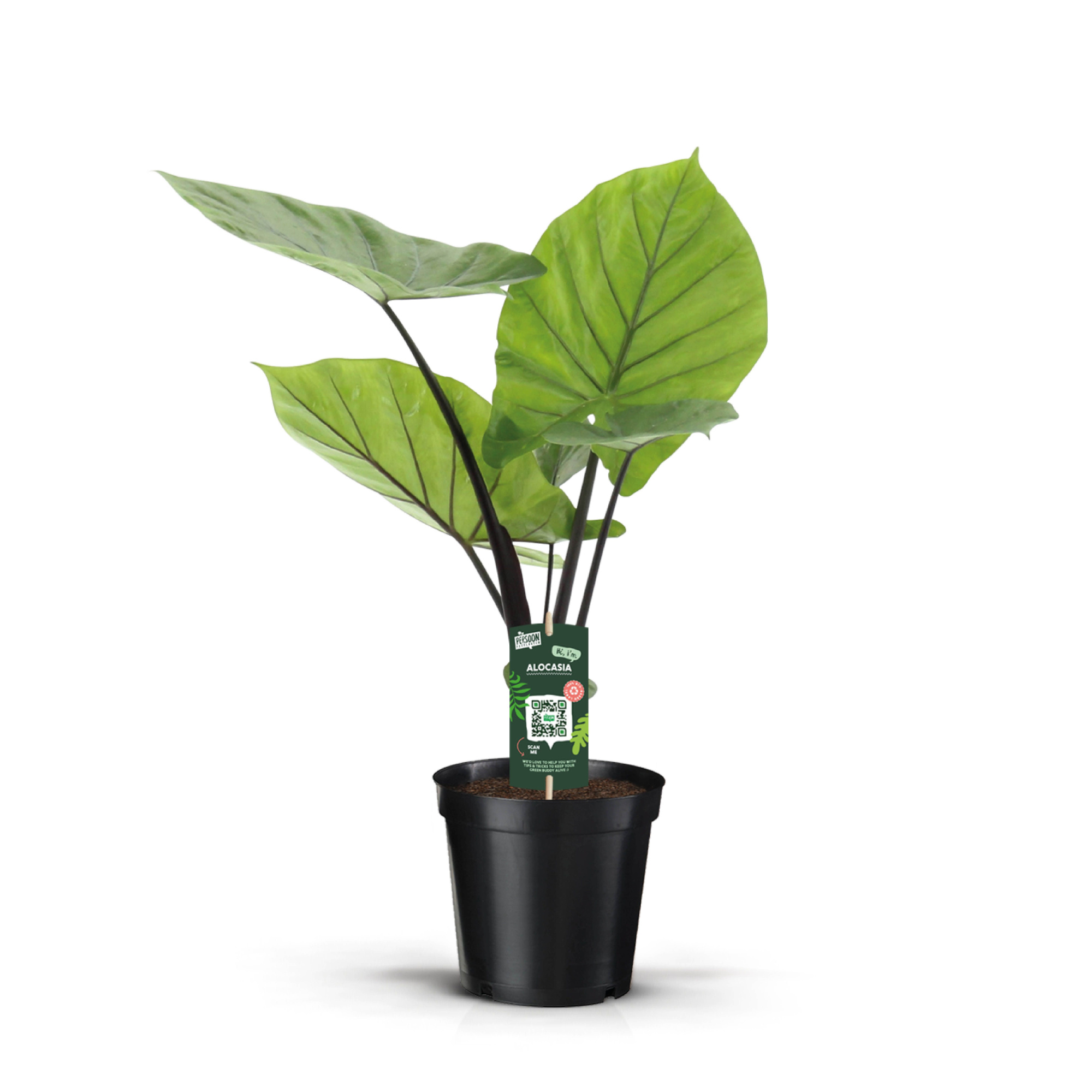 Alocasia Dark Star, D 19