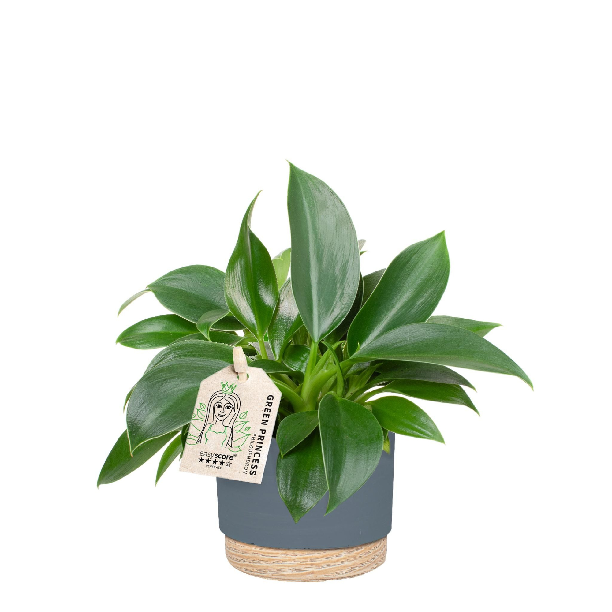Woodbase Dark Blue, Philodendron Green Princess, D 7 cm