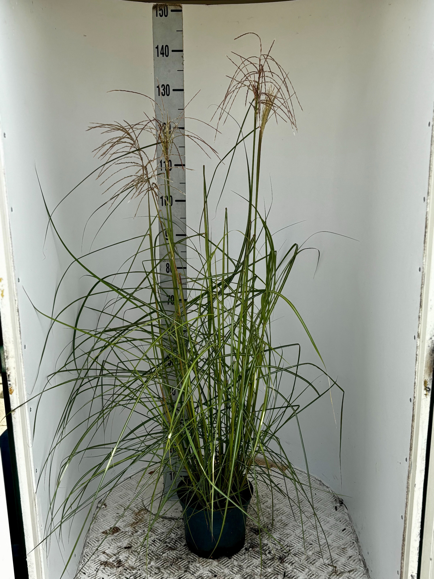 Miscanthus sin. 'Ferner Osten', D 23 cm