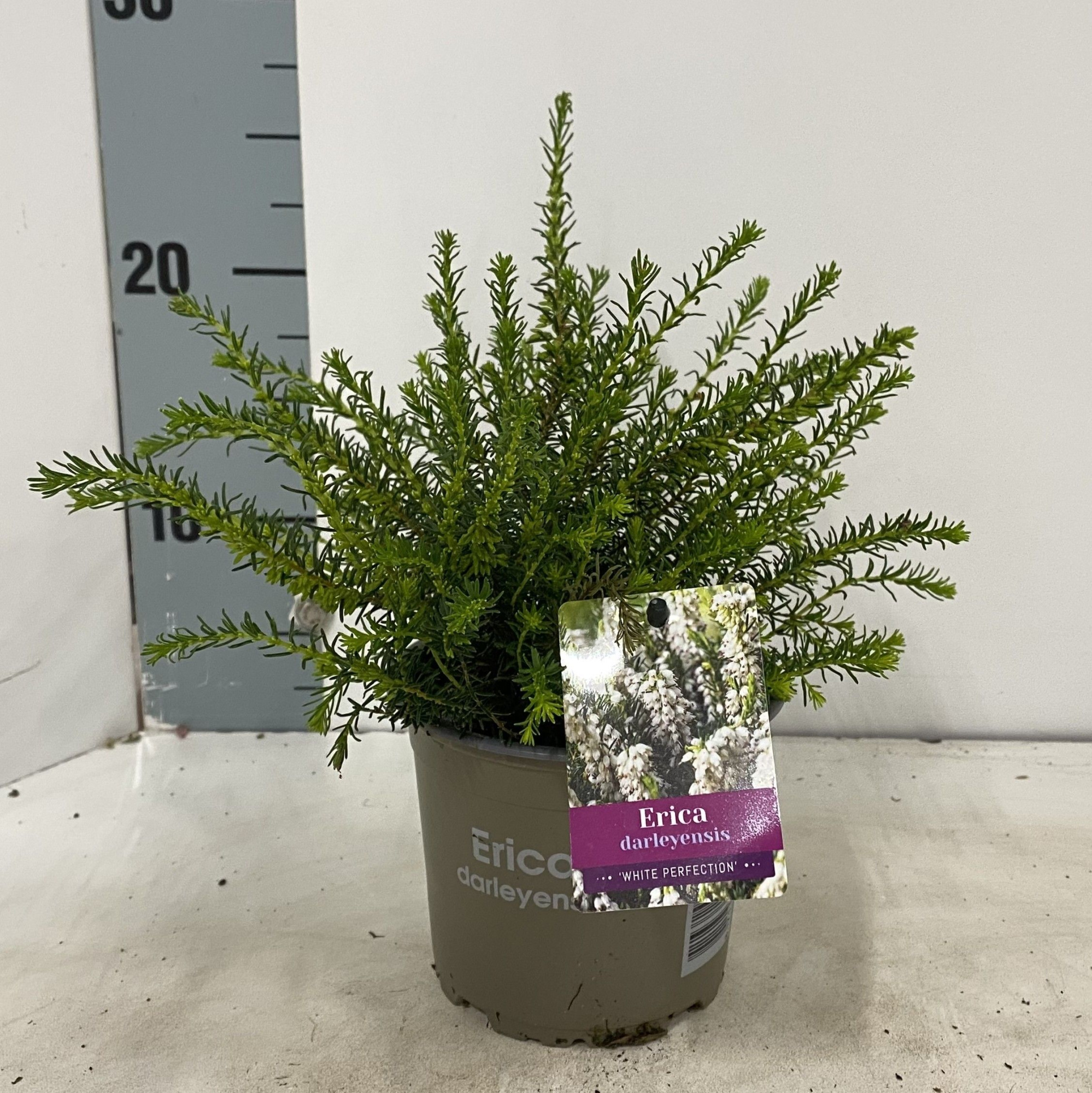 Erica darl. 'White Perfection', D 12 cm