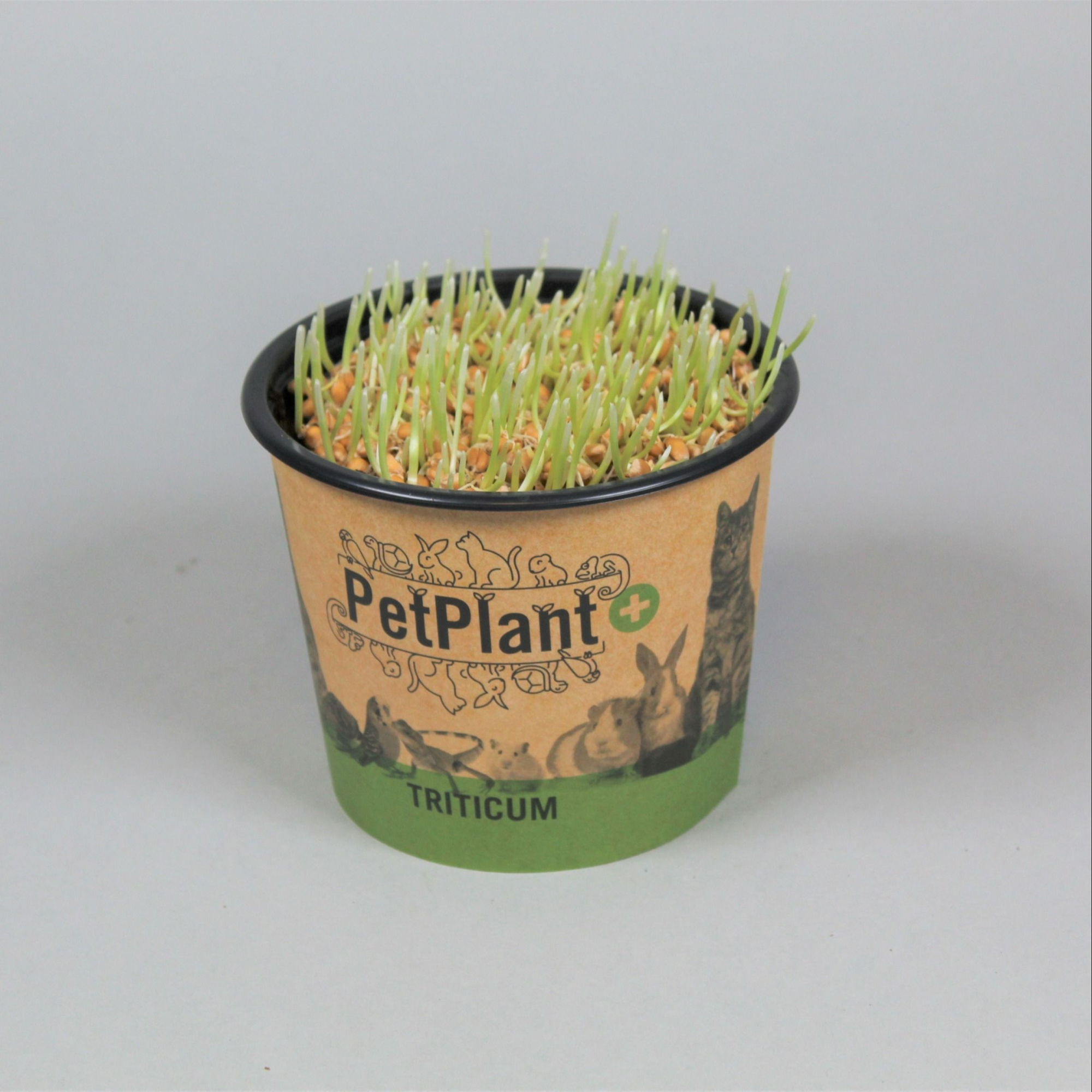Triticum. Kattegras PetPlant in potcover, D 12 cm