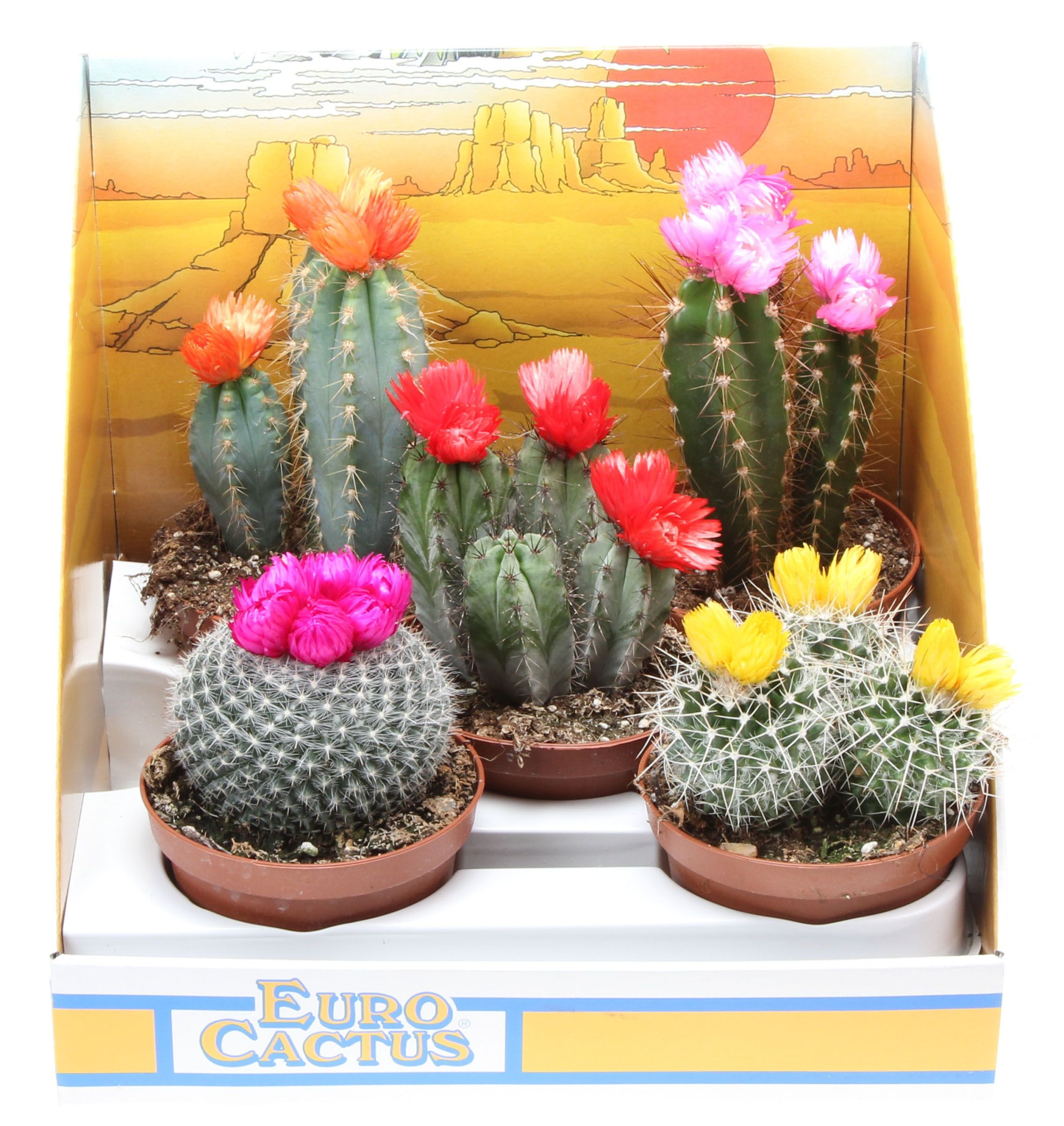 Strobloem in showdoos, D 10,5 cm