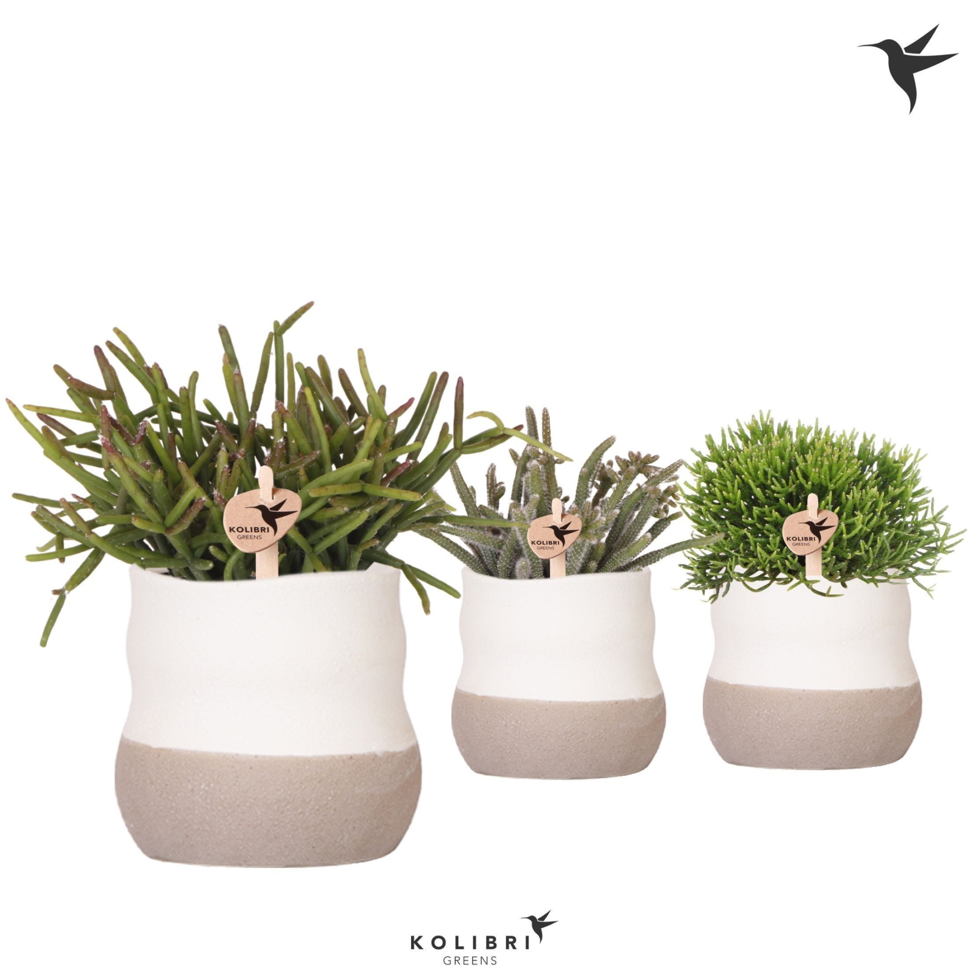 Kolibri Greens Rhipsalis mix in Imperfect bag pot, D 9 cm