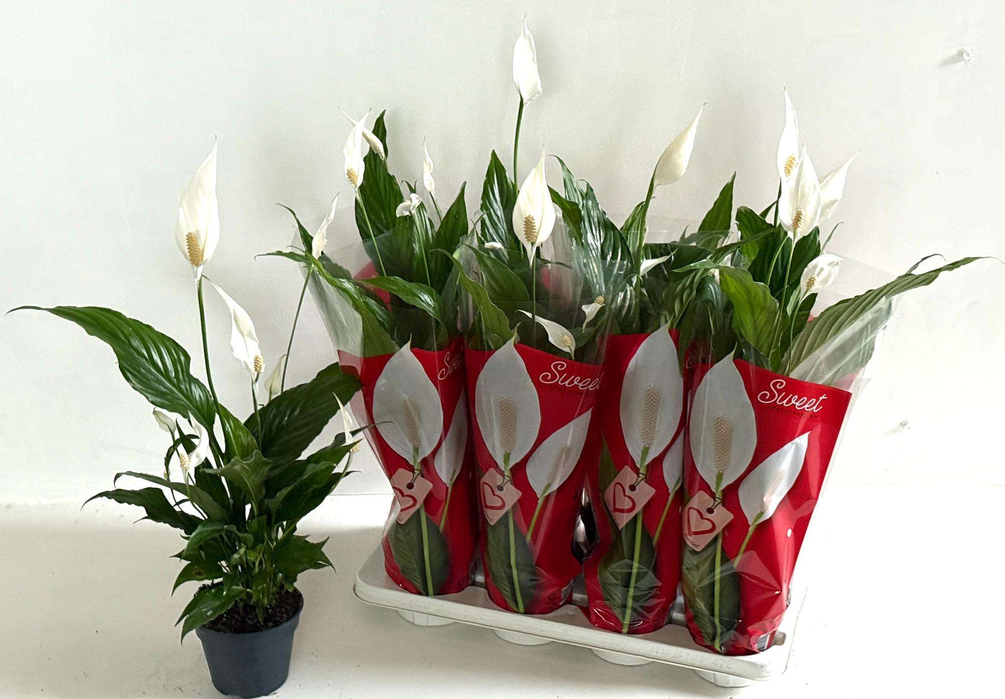 Spath Sweet Chico, D 13 cm