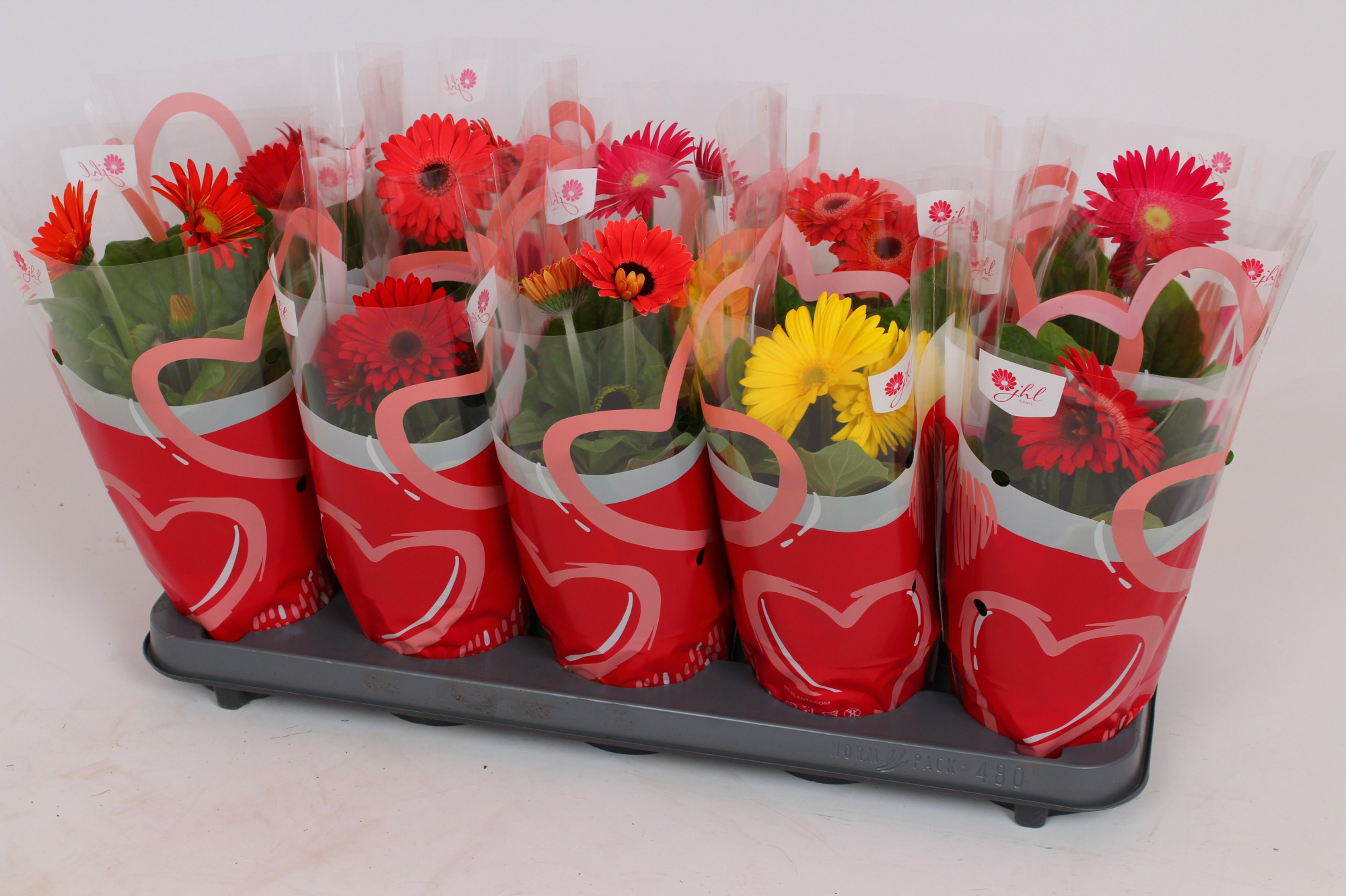 Gerbera Colourgame Hartjes hoes, D 12