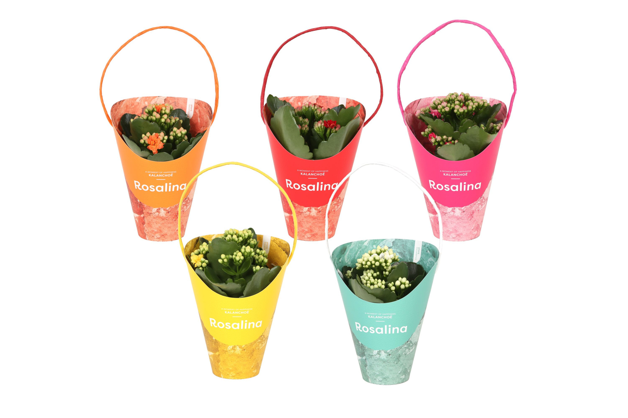 KP-857.1 - Kalanchoe Rosalina 7cm Giftskoker, D 7 cm